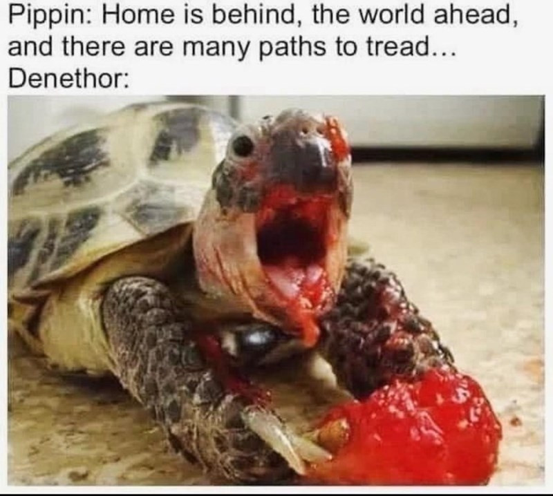 Pippin: Home is behind, the world ahead, and there are many paths to tread...
Denethor:
Bild von Schildkröte die wild eine Himbeere mampft.