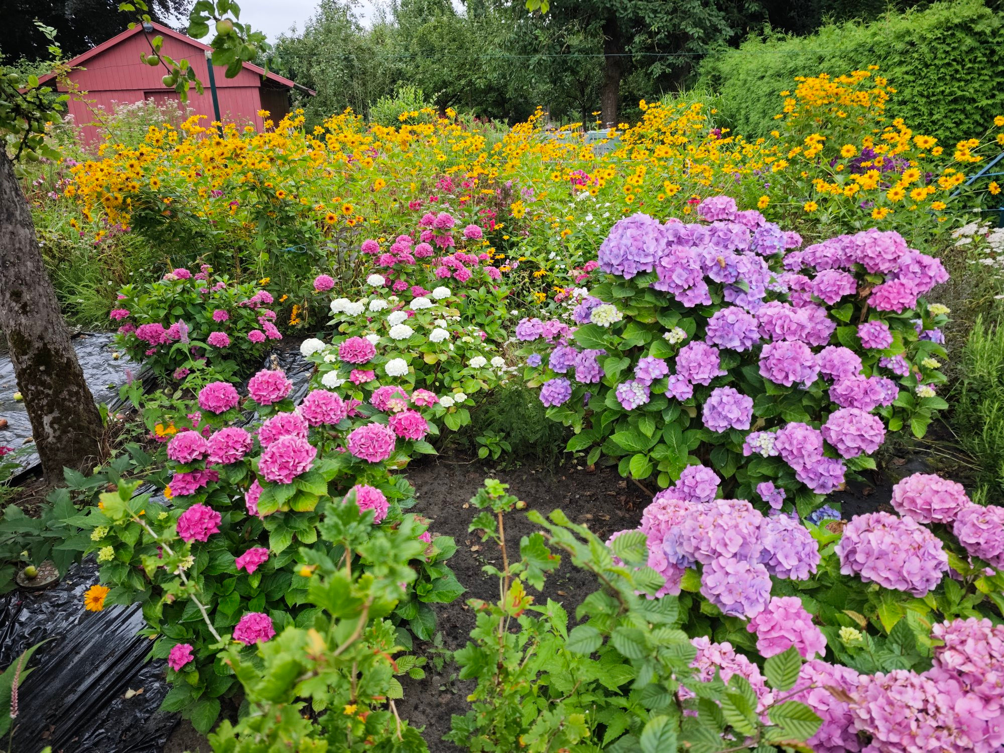 Ein Blumengarten mit rostblauen Hortensien im Hintergrund gelbe Blüten von Blumen deren Name ich vergessen habe.