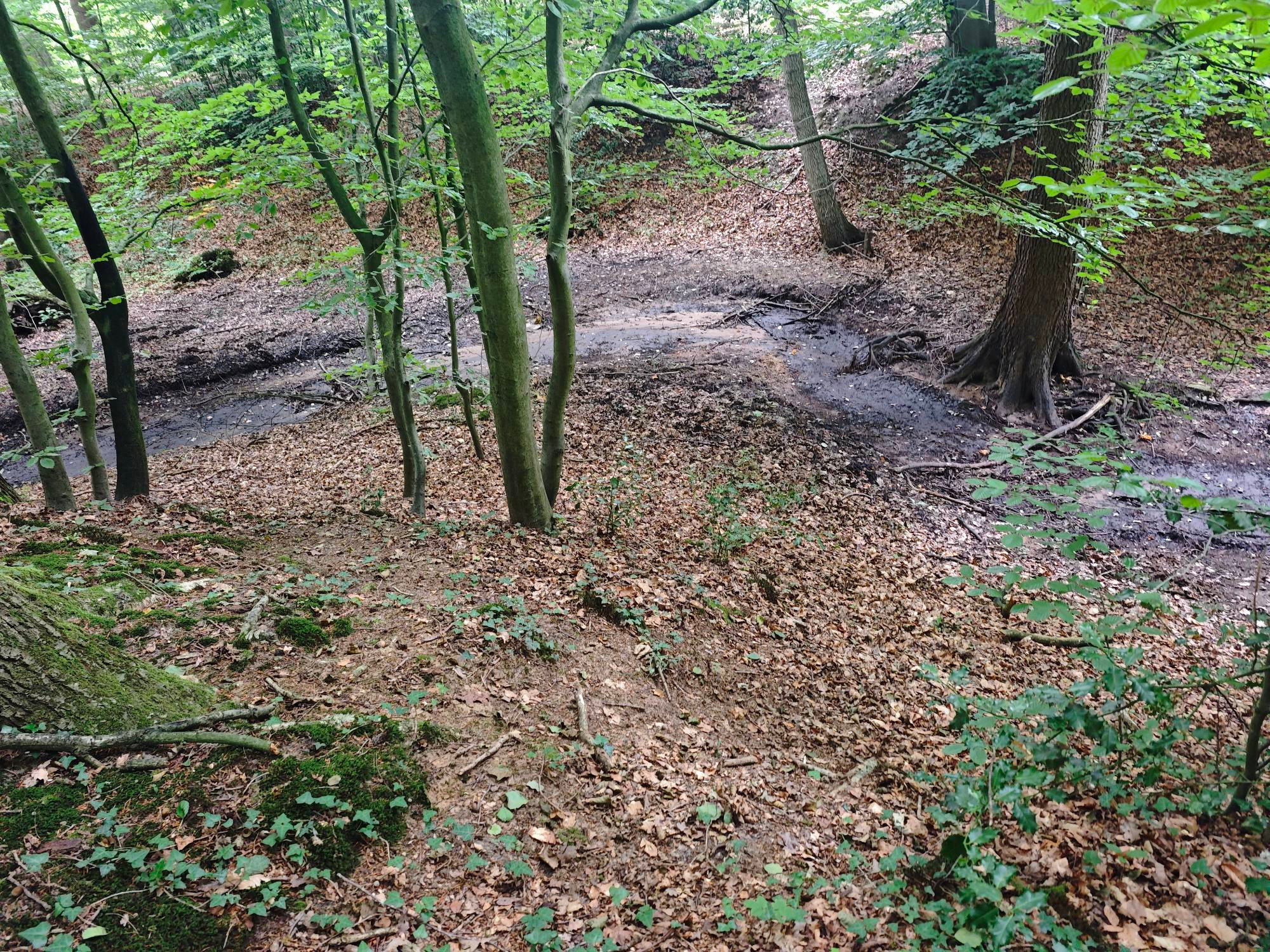 Ein von Bäumen gesäumtes ausgetrocknetes sandiges Bachbett.

