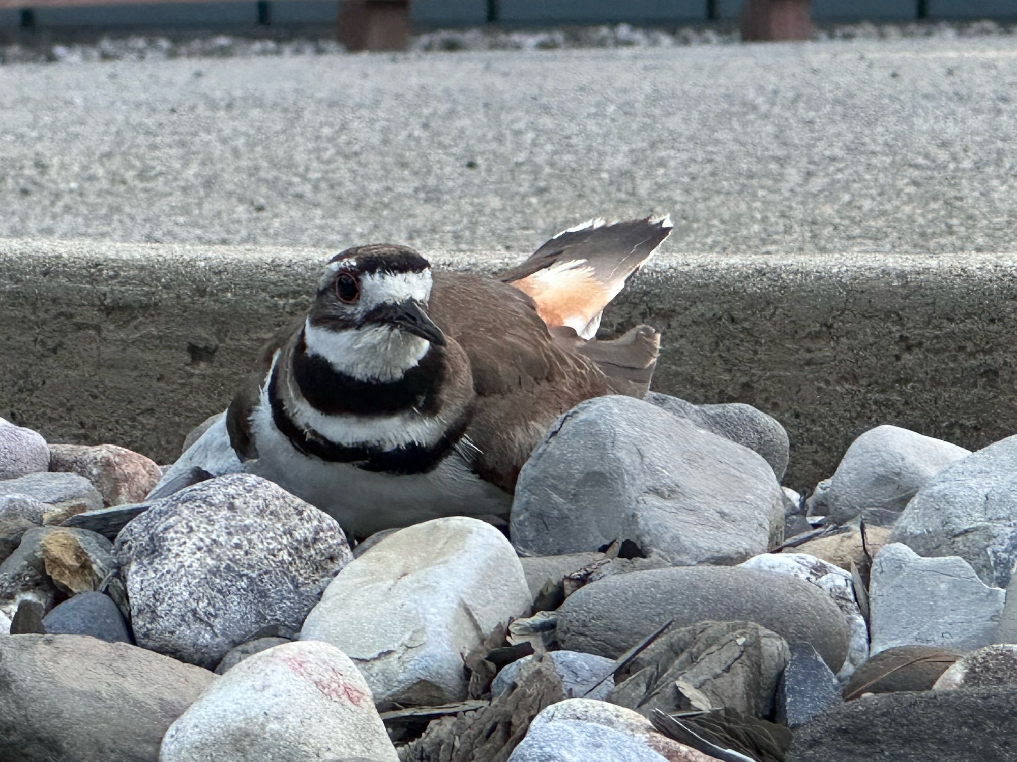 Talkative little sweetie I’ve seen at work a couple times (so far), always with a secondary friend nearby.