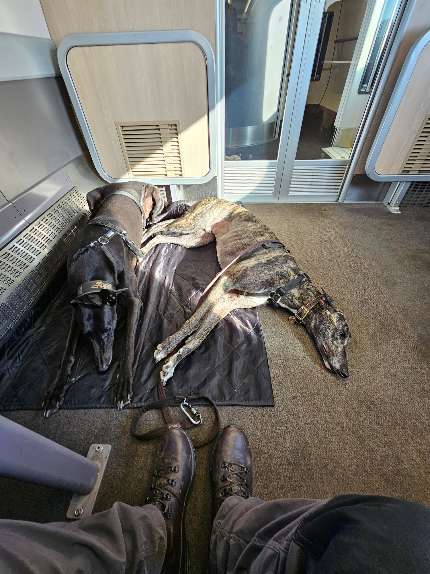 Two greyhounds lying on the floor of a train. A pair of legs with walking boots are visible at the bottom of the picture