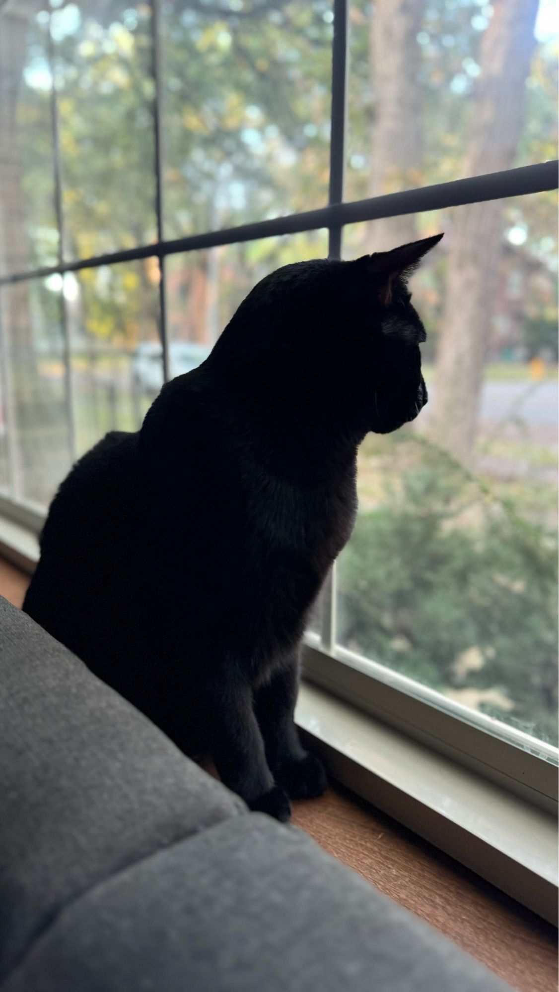 Black cat watches squirrels outside