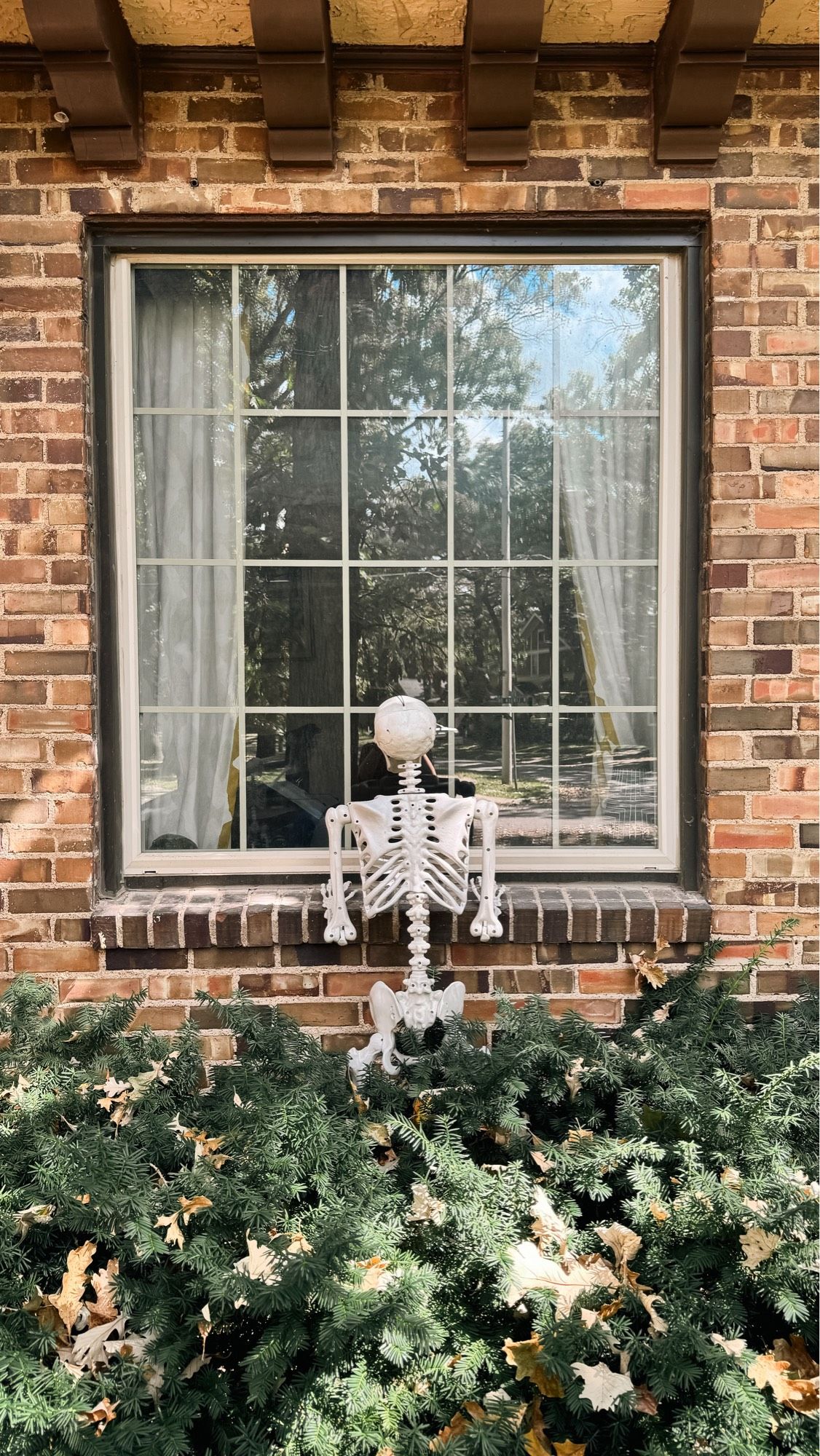 Skeleton peeping in the window