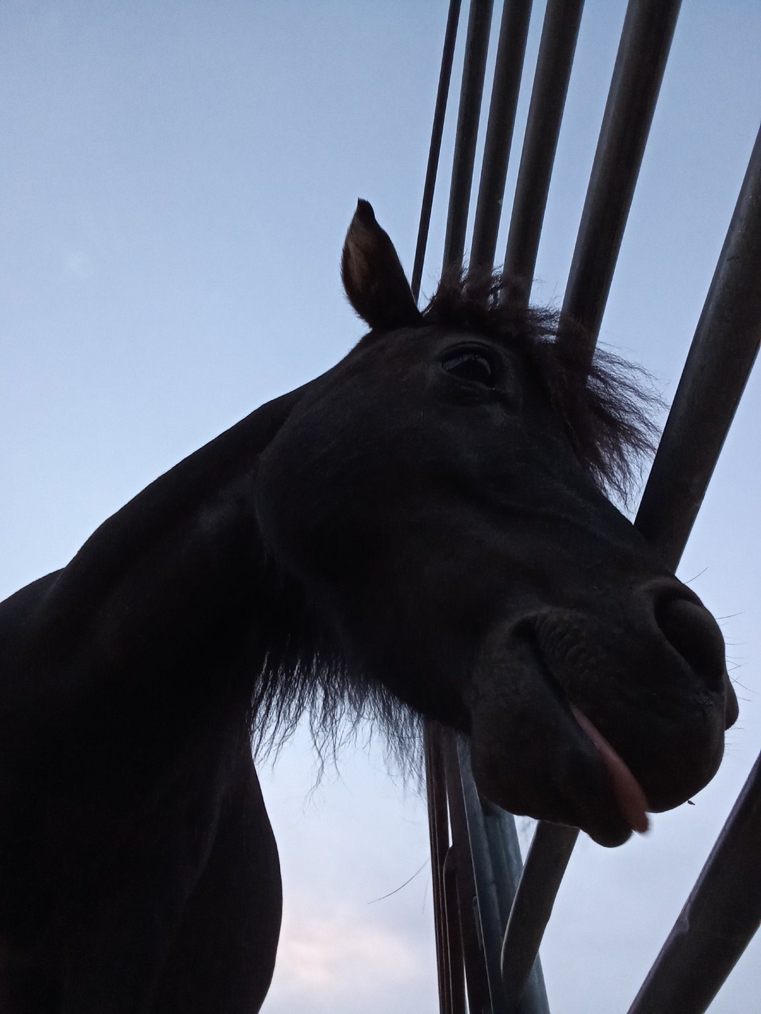 miniature gelding showing a bit of tongue, worm's eye view