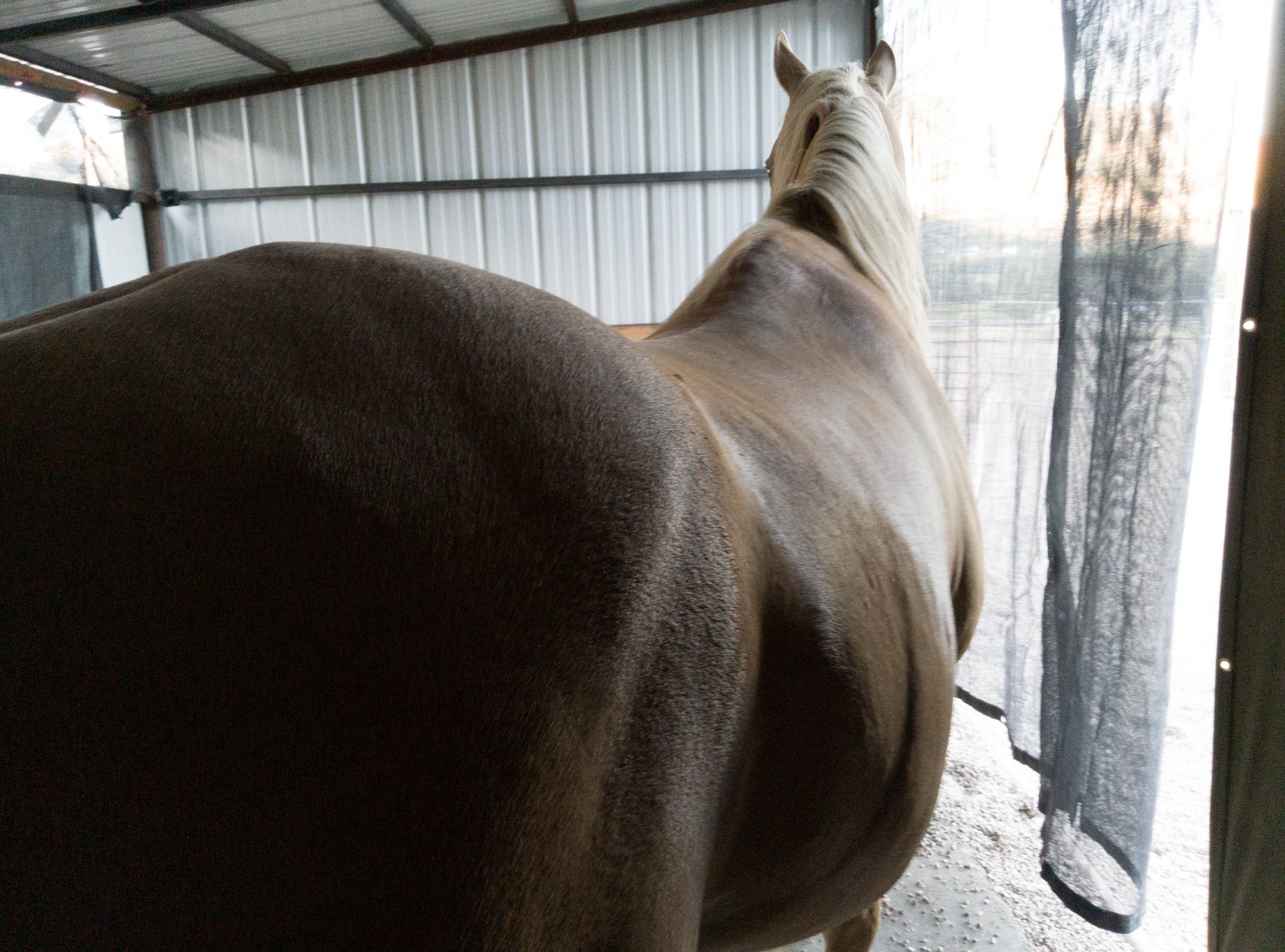 palomino gelding looking and listening for whatever piqued his interest