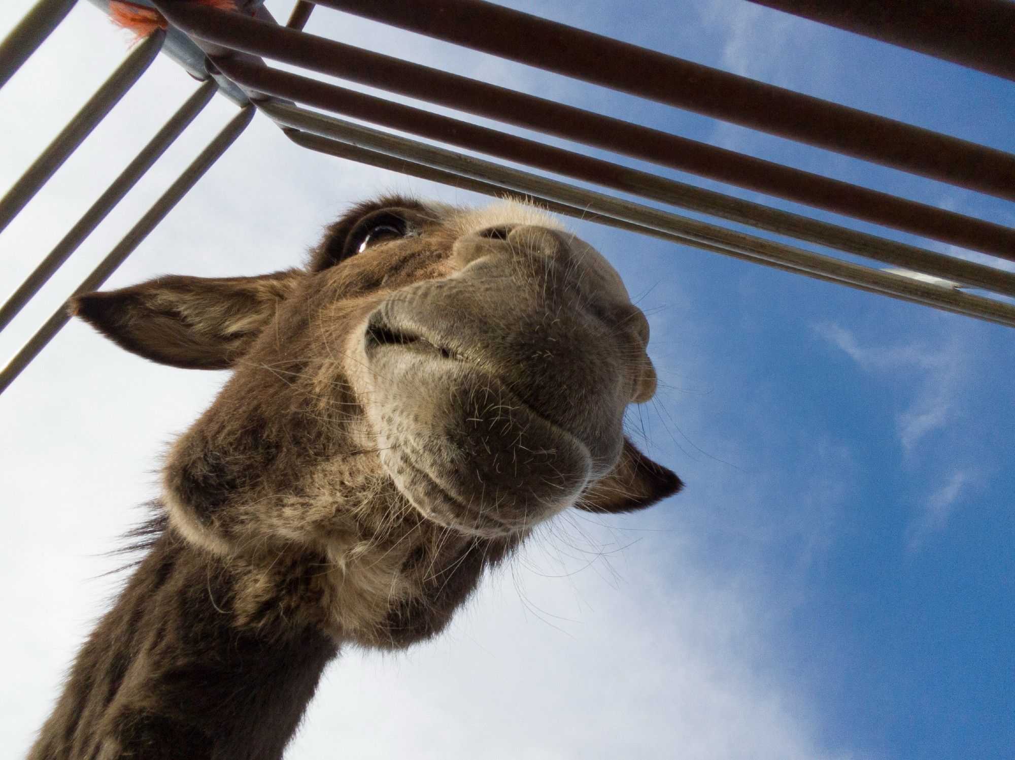 worms eye view of a miniature donkey jenny being framed by fencing and nice mixture of blue sky and clouds