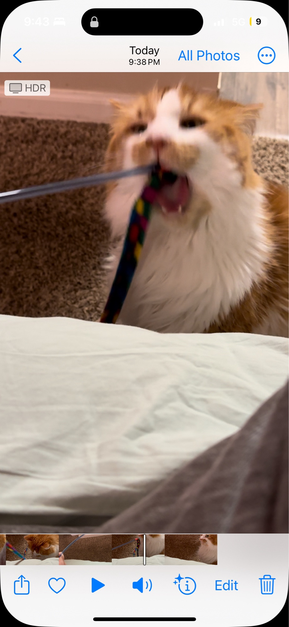 A blurry still frame from a video of an orange and white cat chomping at a multicolored felt ribbon from a wand toy, making a very silly face