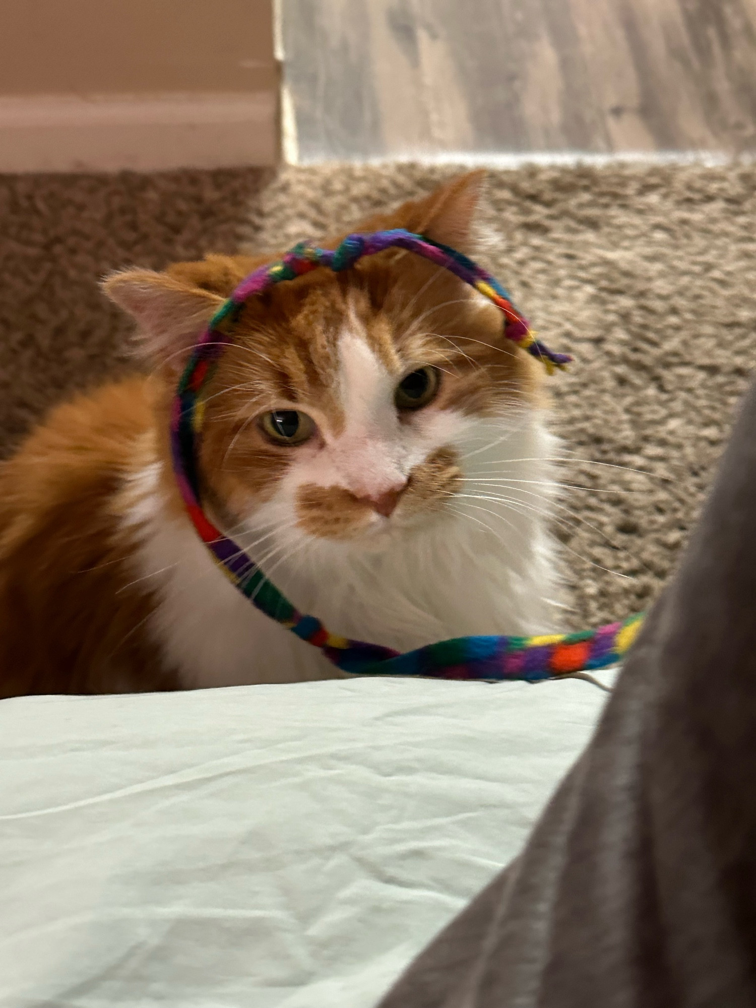 An orange and white cat looks at the camera with a multicolored felt ribbon from a wand toy on his head