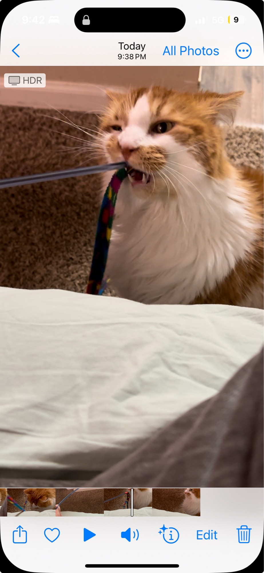 A blurry still frame from a video of an orange and white cat chomping at a multicolored felt ribbon from a wand toy, making a very silly face