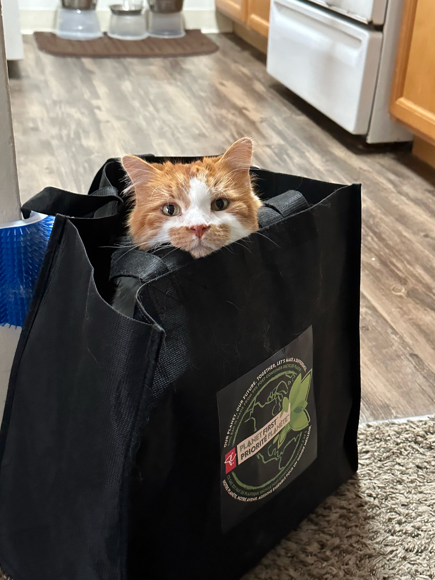 A cat with an orange mustache peeks his head out of a tote bag. His head is in between the handles and he looks mildly alarmed at this fact, but also determined to settle in and get comfortable