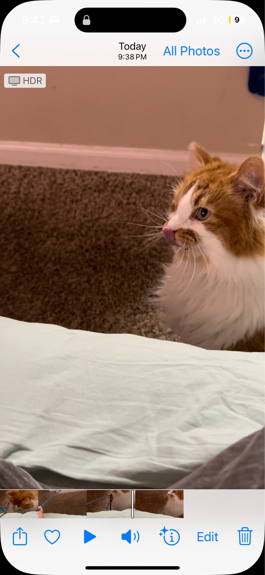 An orange and white cat licking his lips after chomping on a wand toy