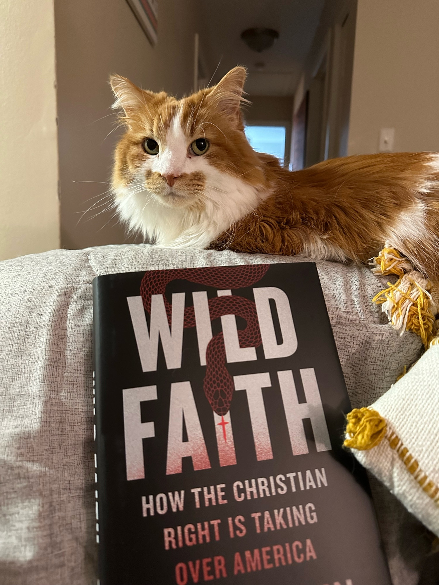 Orange and white cat sits on a couch with the book “Wild Faith: How the Christian Right is taking over America” by Talia Lavin 