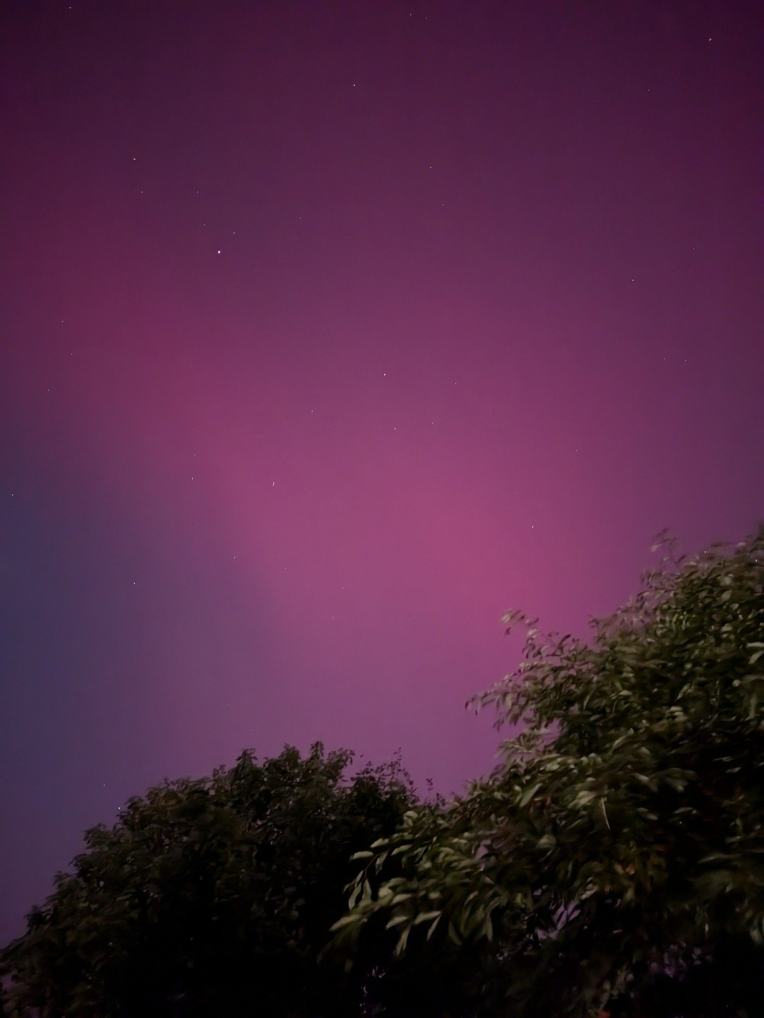 Pink streaks of the northern lights over trees