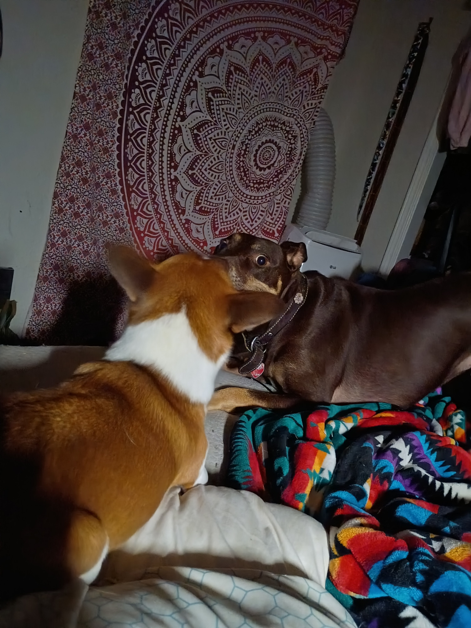 Tan and white Chihuahua and cinnamon doberman mix playing together 