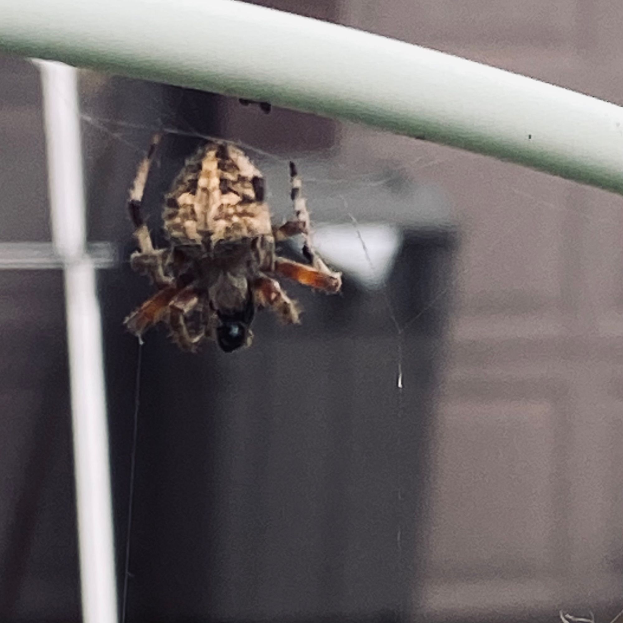 English garden spider enjoying a meal.