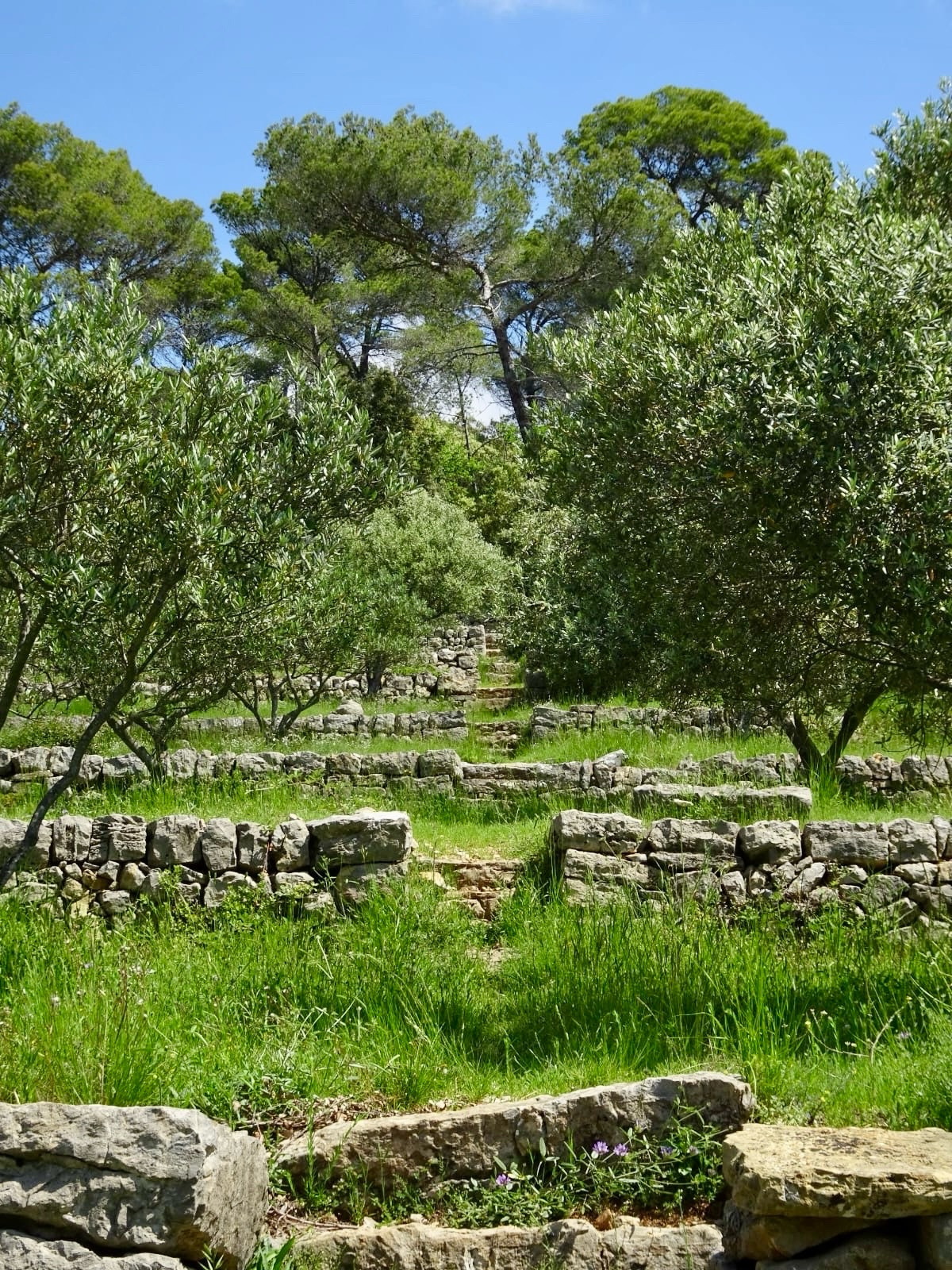 Escaliers et murs en pierre sèche au milieu des oliviers. 