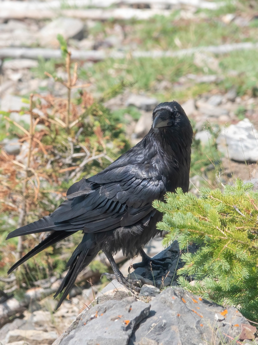 A large black raven is perched on top of a large rock. There are small evergreens in the foreground and background.