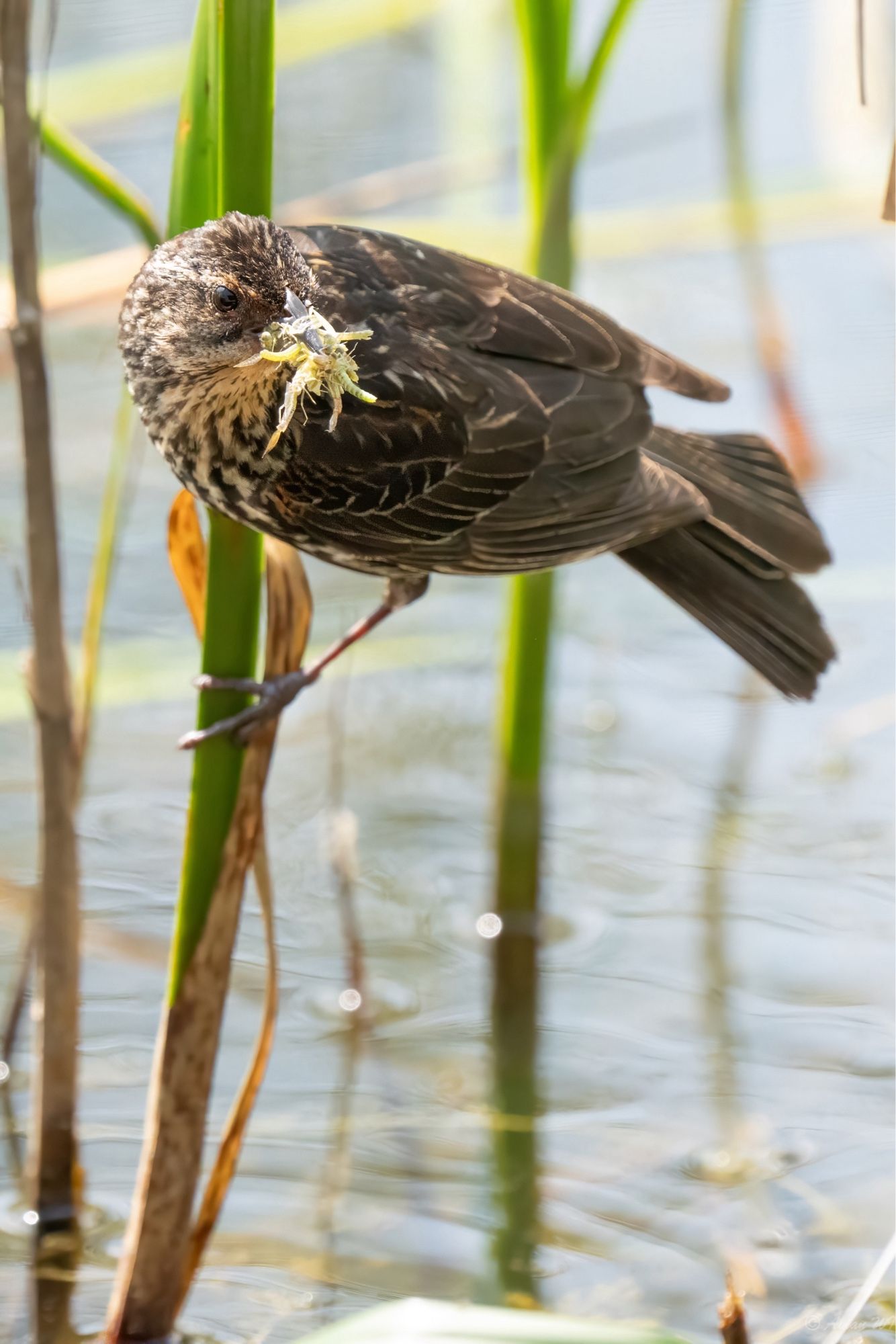 A medium sized brown songbird with cream colored streaks on her chest is perched on a green aquatic plant stem. Her beak is filled with numerous green insects.