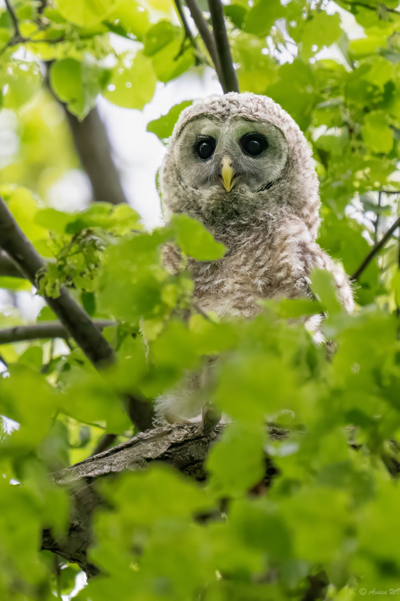 A super fuzzy looking owlet with cream and brown stripes perches in the green, leafy upper canopy of a tree.