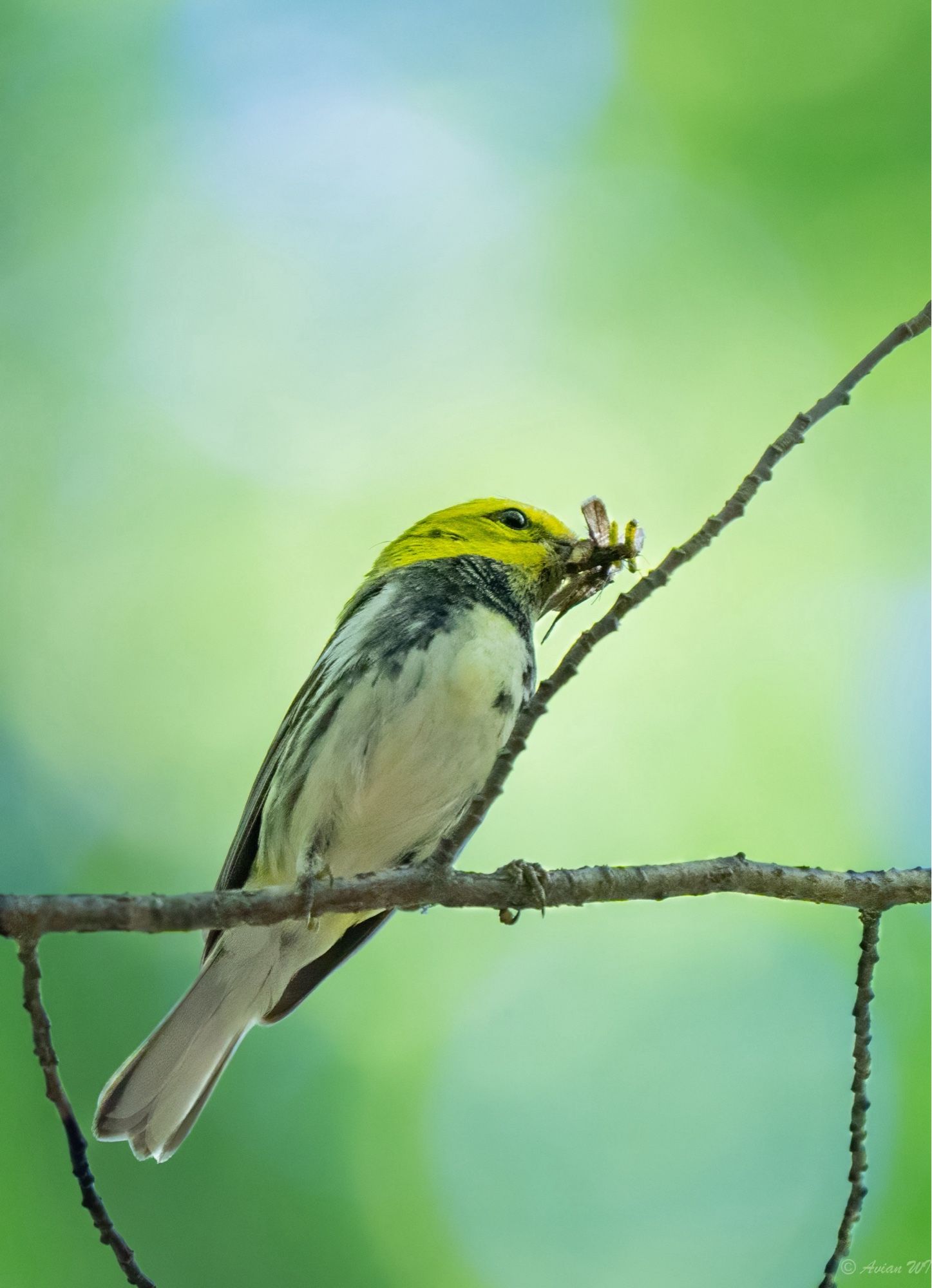 A small songbird with white body, black neck, and yellow-green head perches on a narrow branch. There is a winged insect caught in its beak.