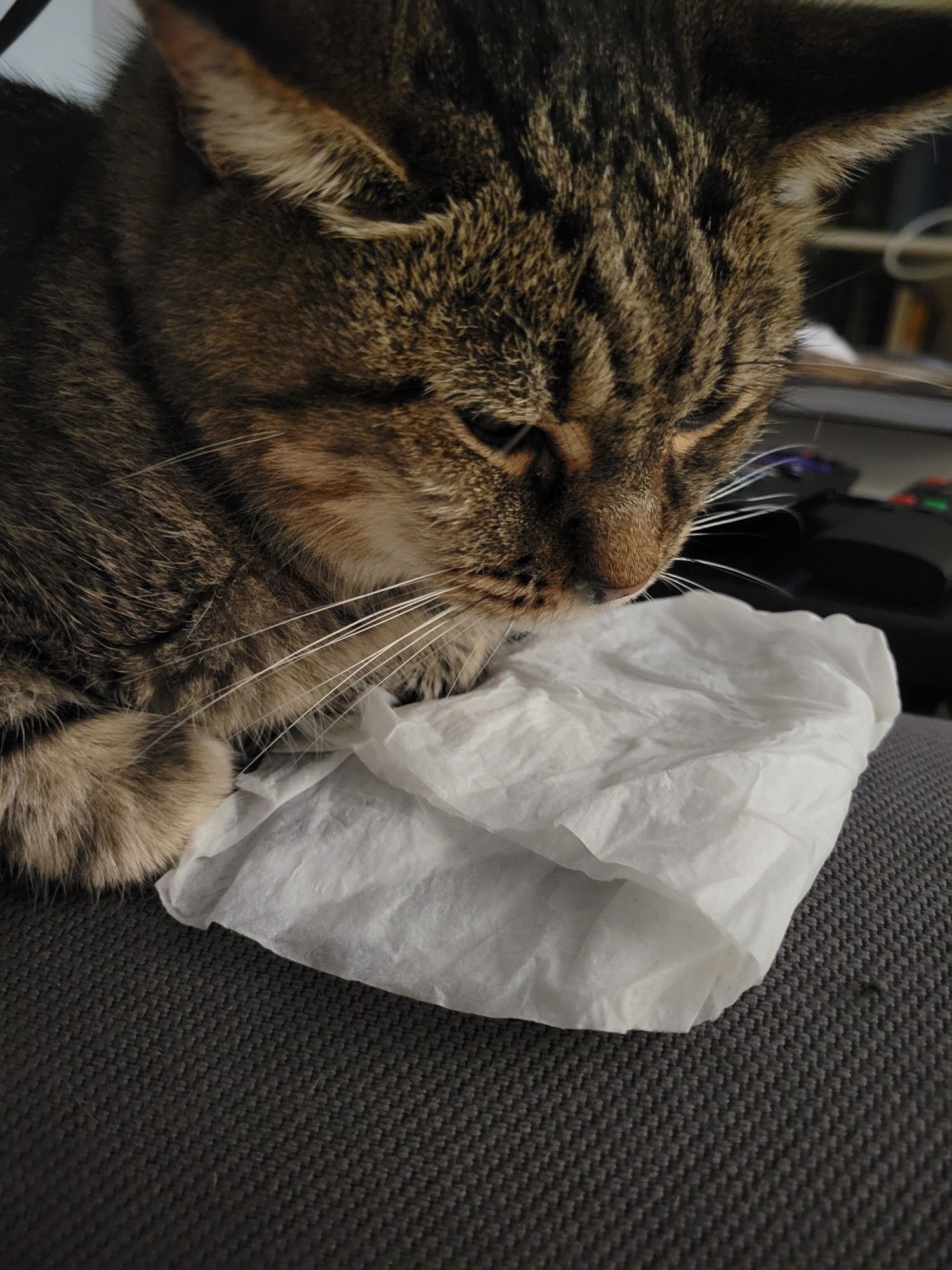 A brown tabby cat sitting in loaf formation with a folded up tissue under her face