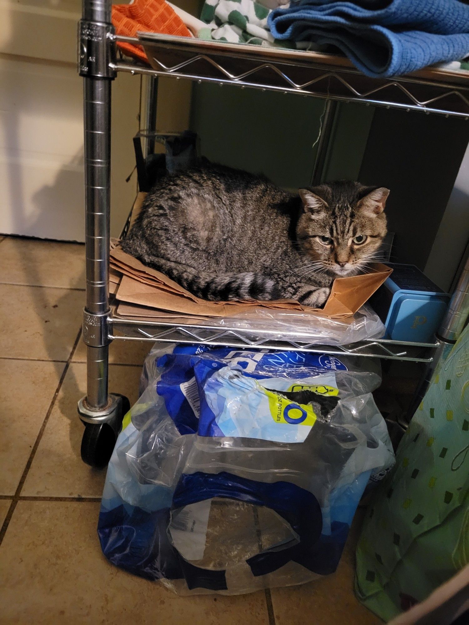 Maple, a brown tabby cat, sitting on a pile of paper bags on the bottom shelf of a wire cart