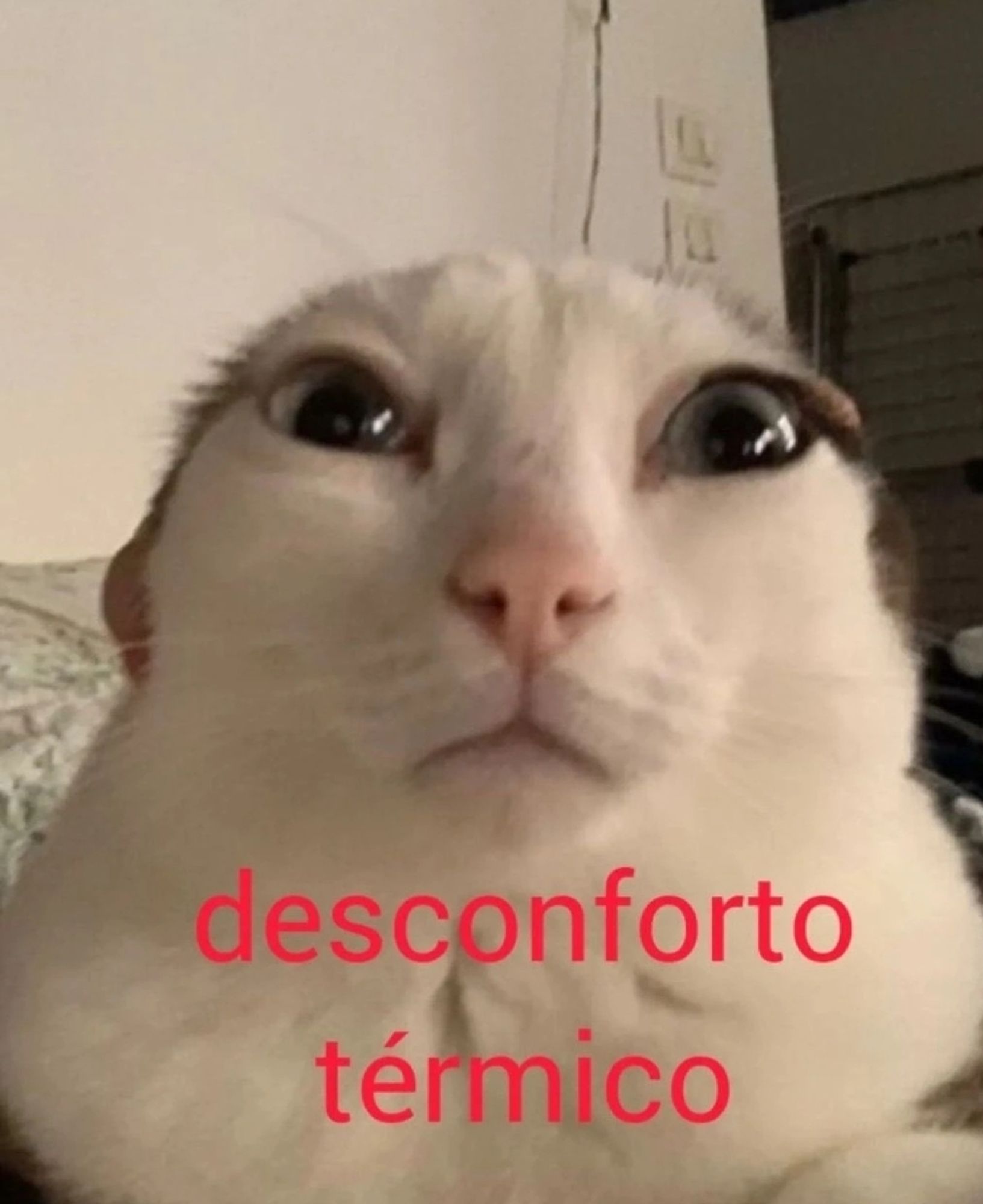 gatinho com as orelhas pra baixo e com cara de desconfortável, embaixo tá escrito desconforto térmico