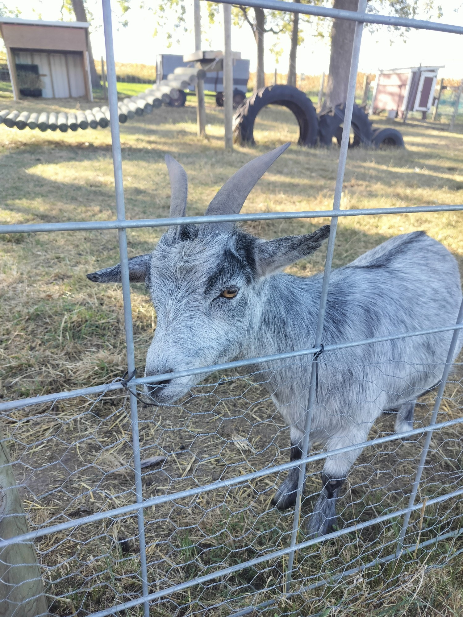 Side view of gray goat