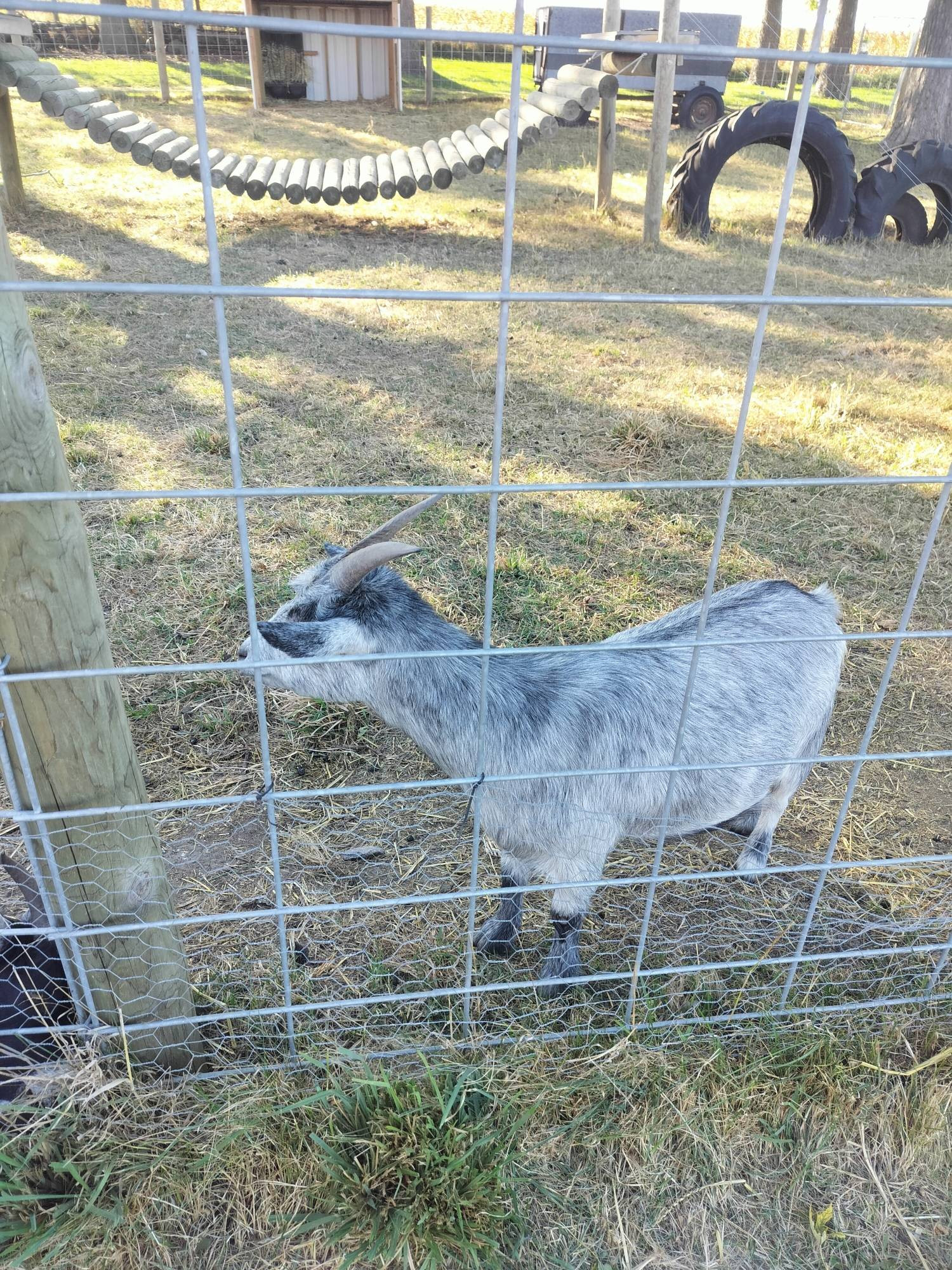 Gray goat looking the other way