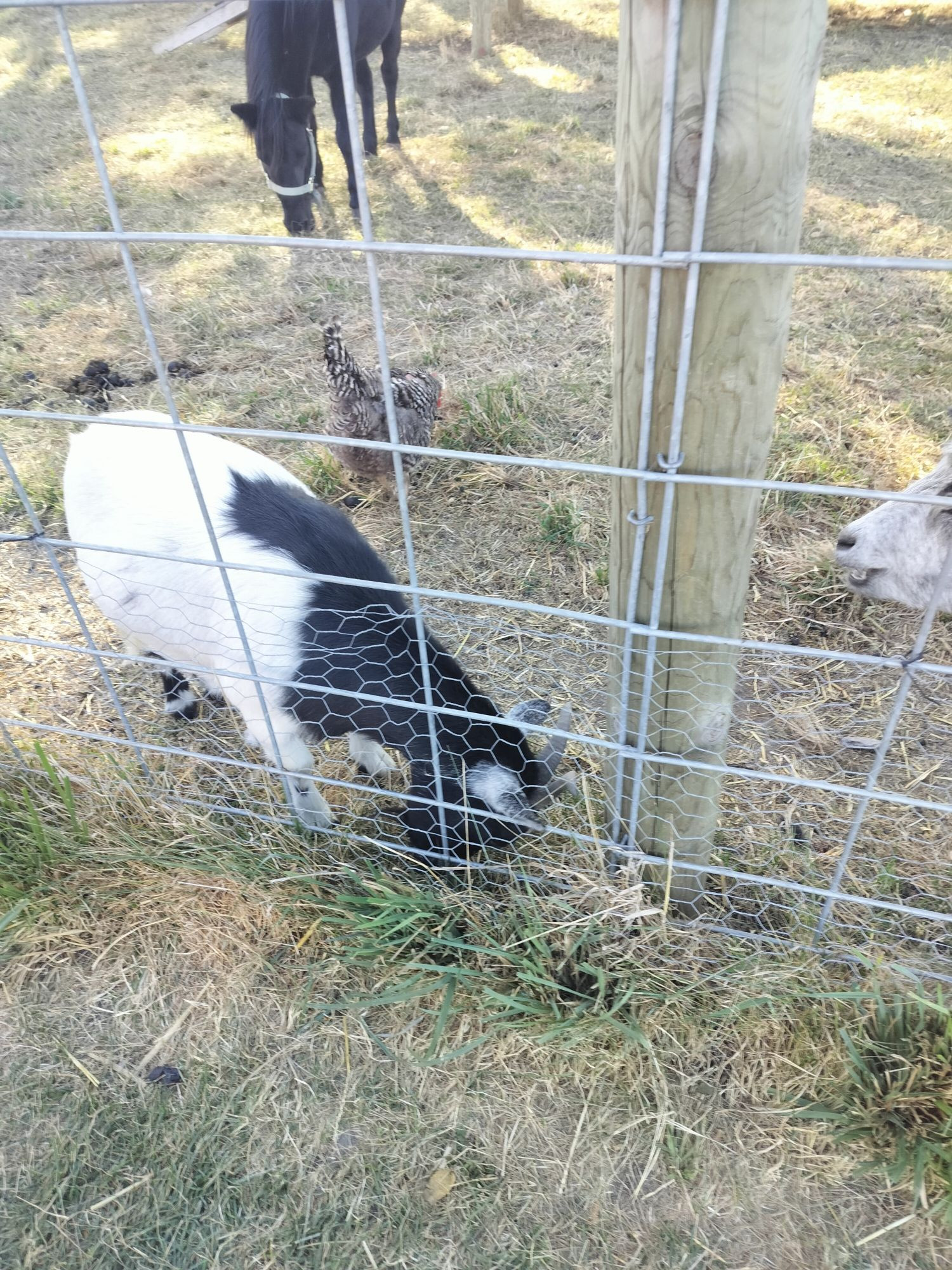 Different black and white goat