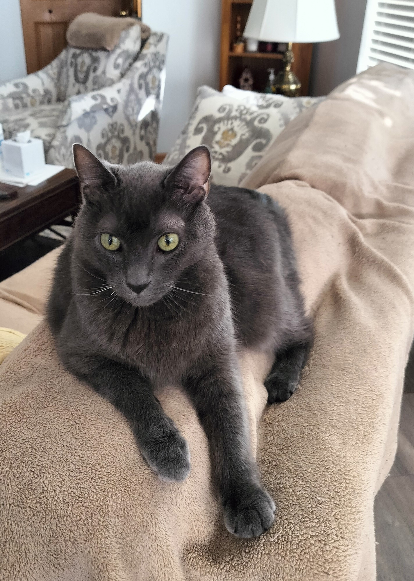 Grey cat sitting on the back of the couch.