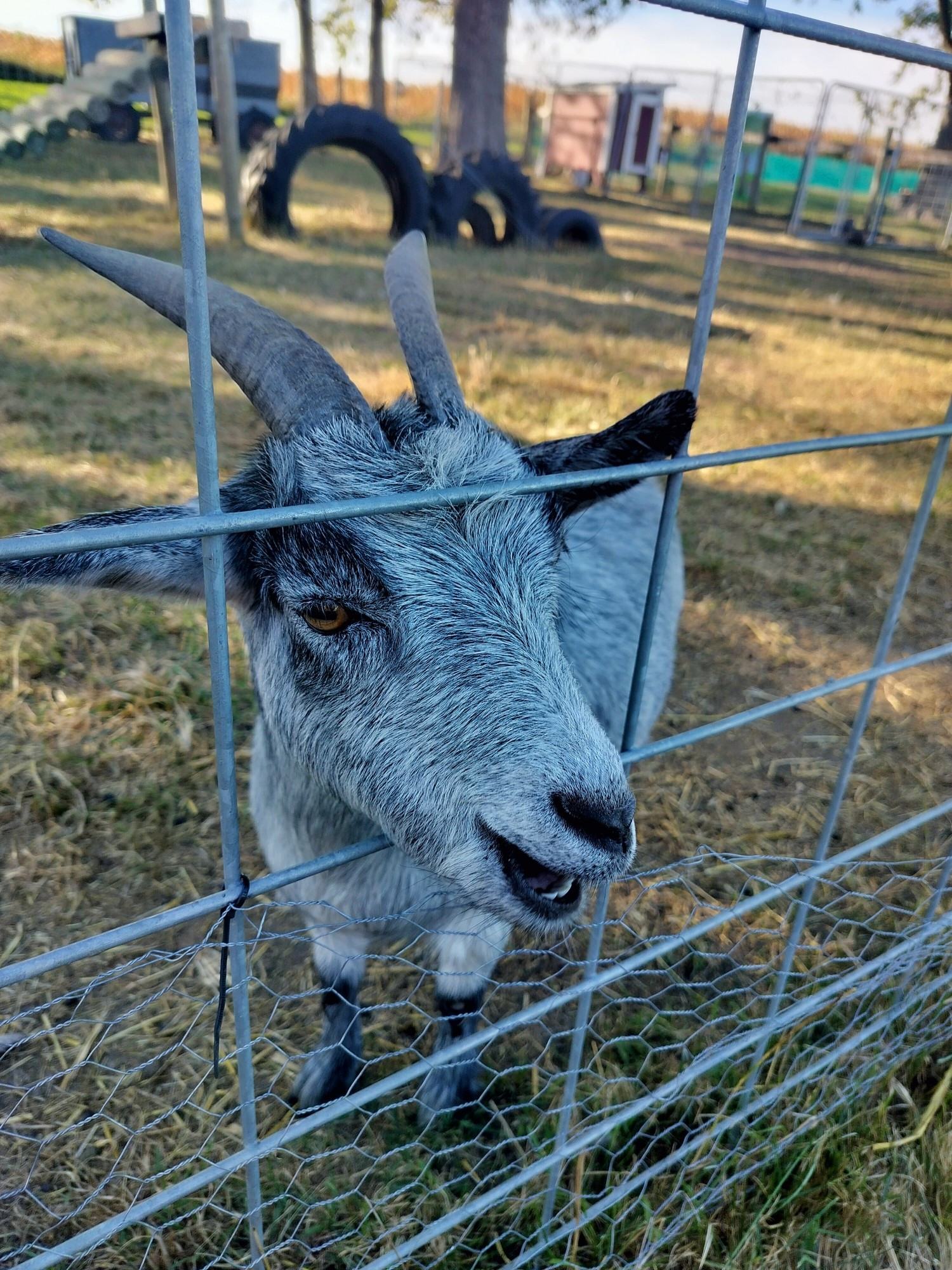 Friendly goats sticking head through fence