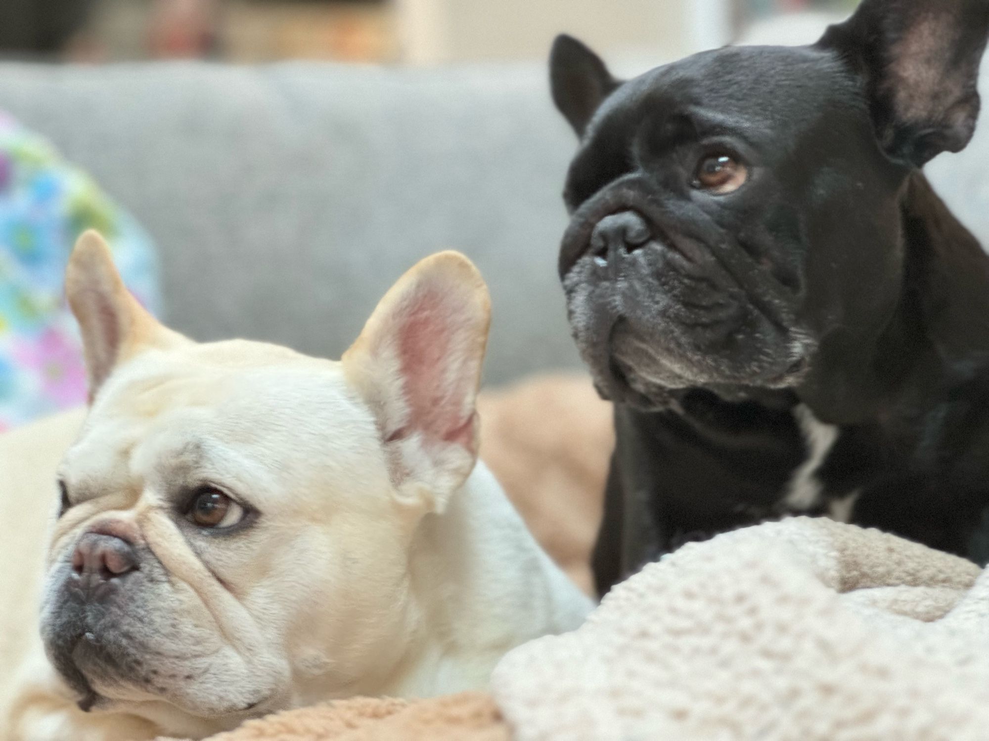 The best girls—a photo of our French Bulldogs, Winnie & Mila.