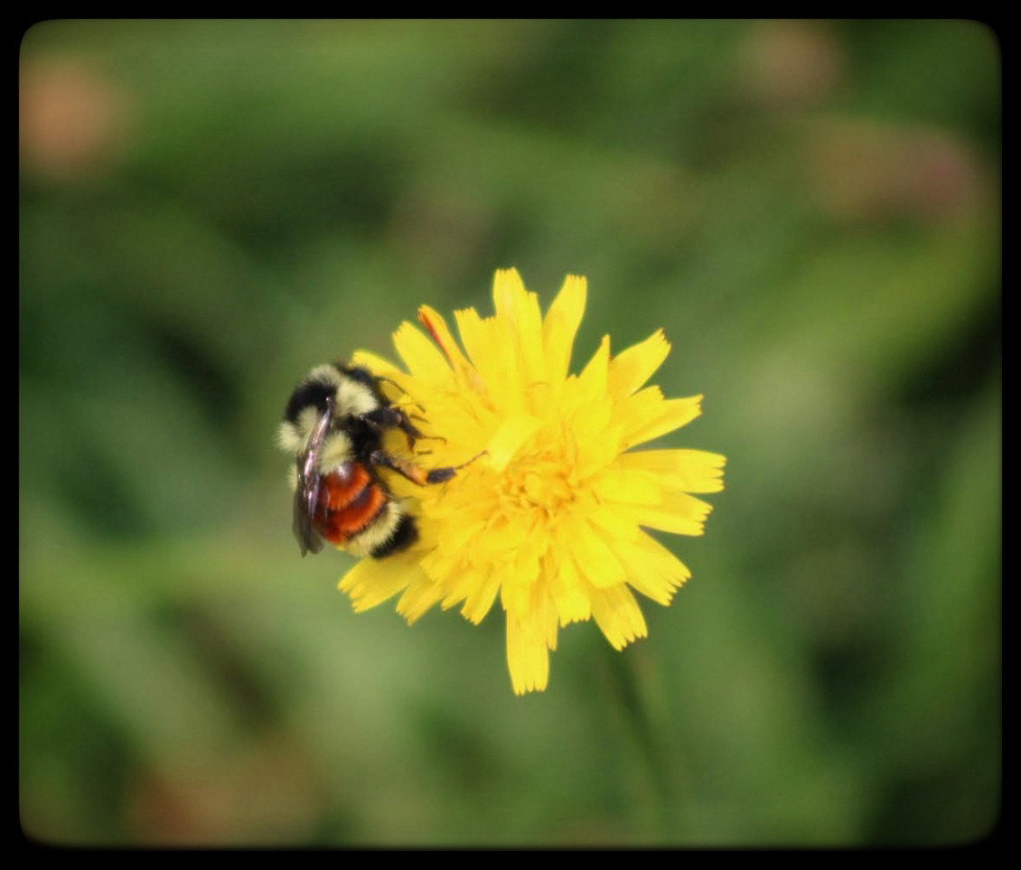 A bee on a yellow flower.