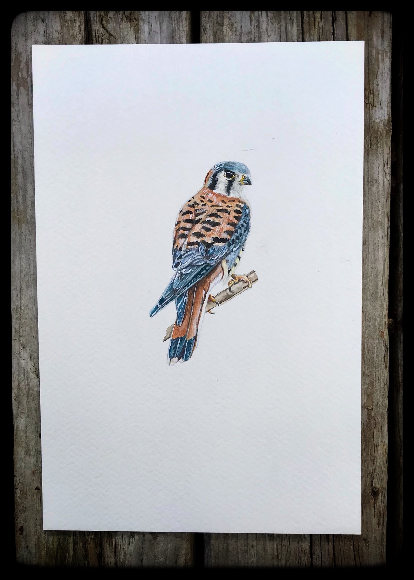 A watercolour of an American Kestrel sitting on a small branch.