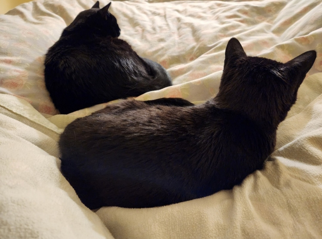 My two House Panthers glossy black cats, snuggled up against me in bed on a cool morning. I was almost late for work because I didn't want to disturb them.