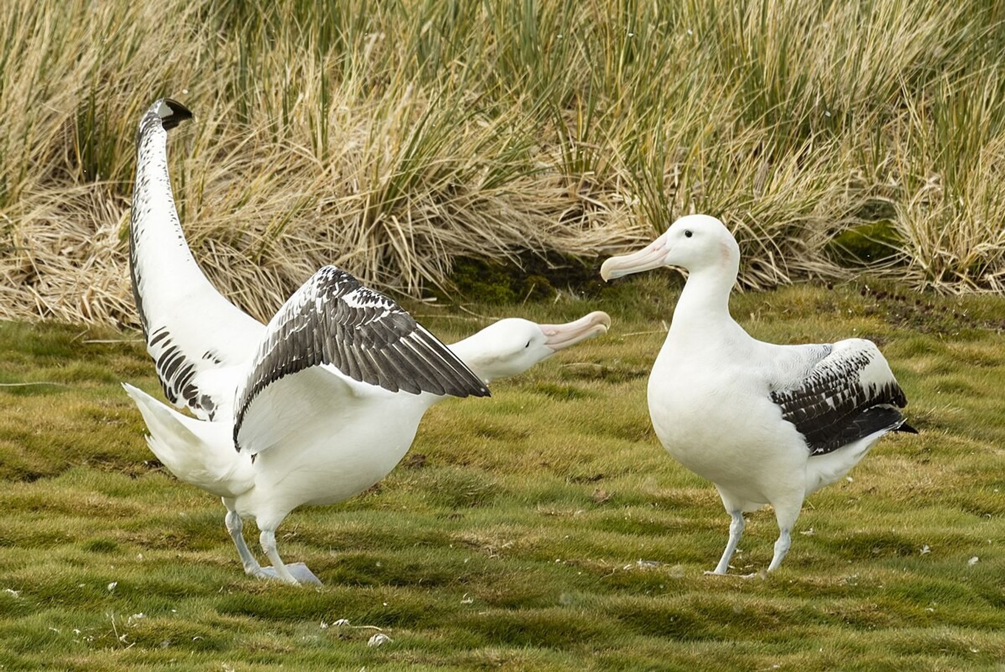 Snow Albatrosses
(c) Andrew Shiva / Wikipedia / CC BY-SA 4.0
https://commons.wikimedia.org/wiki/File:SGI-2016-South_Georgia_(Prion_Island)%E2%80%93Wandering_albatross_(Diomedea_exulans)_08_(cropped).jpg