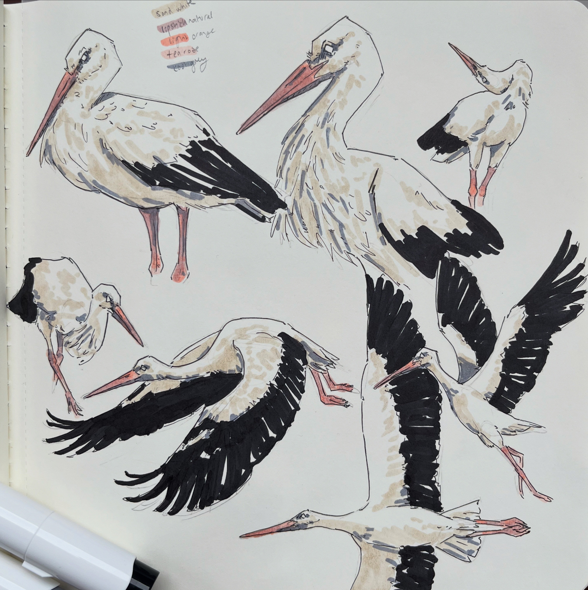 a sketchbook page of marker drawings of white storks