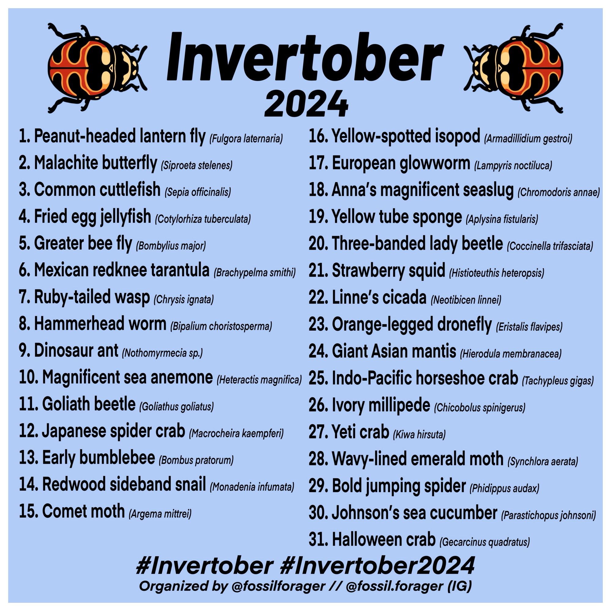 Invertober 2024
1. Peanut-headed lantern fly (Fulgora laternaria) 
2. Malachite butterfly (Siproeta stelenes)
3. Common cuttlefish (Sepia officinalis)
4. Fried egg jellyfish (Cotylorhiza tuberculata) 
5. Greater bee fly (Bombylius major) 
6. Mexican redknee tarantula (Brachypelma smithi) 
7. Ruby-tailed wasp (Chrysis ignita)
8. Hammerhead worm (Bipalium choristosperma)
9. Dinosaur ant (Nothomyrmecia) 
10. Magnificent sea anemone (Heteractis magnifica) 
11. Goliath beetle (Goliathus goliatus) 
12. Japanese spider crab (Macrocheira kaempferi)
13. Early bumblebee (Bombus pratorum)
14. Redwood sideband snail (Monadenia infumata) 
15. Comet moth (Argema mittrei)
16. Yellow-spotted isopod (Armadillidium gestroi)
17. European glowworm (Lampyris noctiluca)
18. Anna’s magnificent sea slug (Chromodoris annae) 
19. Yellow tube sponge (Aplysina fistularis)
20. Three-banded lady beetle (Coccinella trifasciata) 
21. Strawberry squid (Histioteuthis heteropsis) 
22. Linne’s Cicada (Neotibicen linnei)