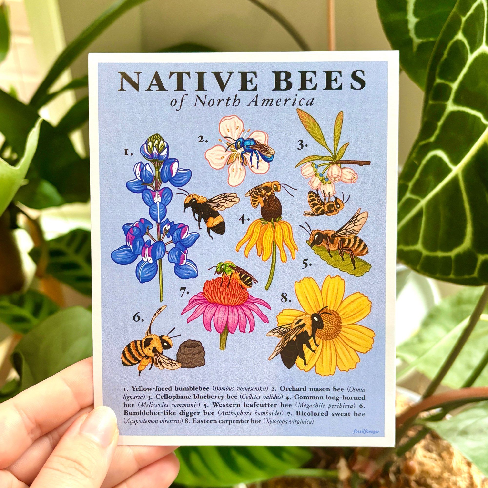 An illustrated taxonomy postcard featuring native bees found in North America, illustrated on a light periwinkle-blue background. The bees are all illustrated in various poses on native wildflowers or according to their species-specific behaviors. From top to bottom, left to right, there is the yellow-faced bumblebee, the orchard mason bee, the blueberry cellophane bee, the common long-horned bee, the western leaf cutter bee, the bumblebee-like digger bee, the bicolored sweat bee, and the eastern carpenter bee.