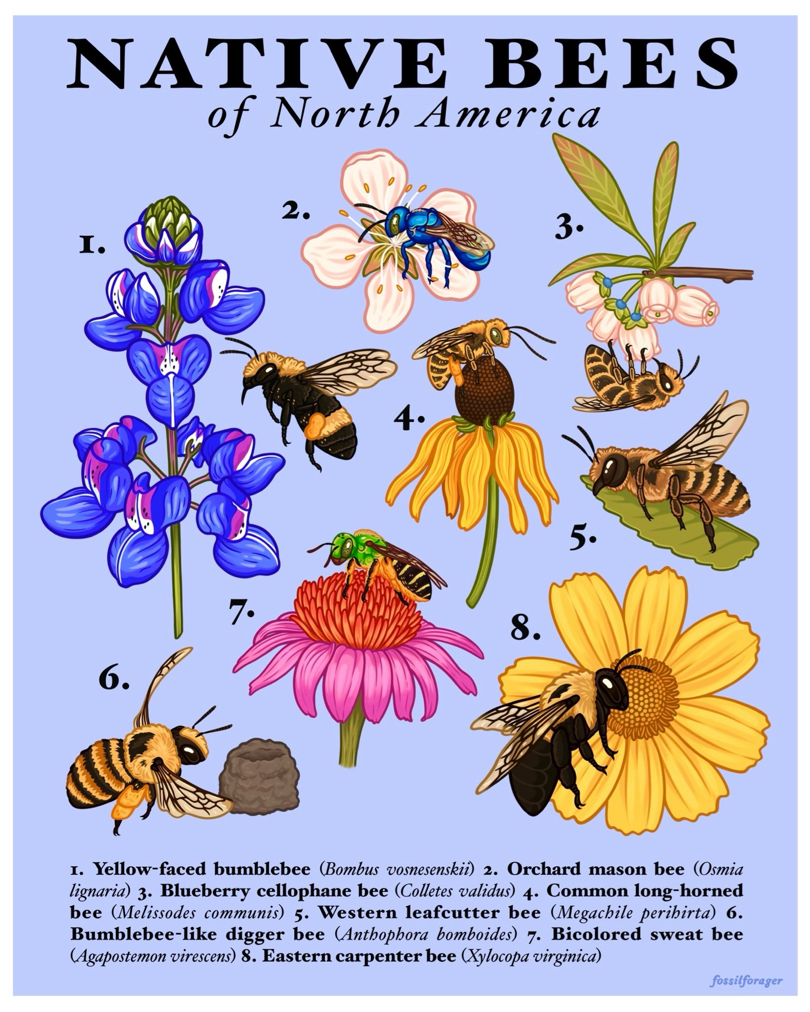 An illustrated taxonomy poster featuring native bees found in North America, illustrated on a light periwinkle-blue background. The bees are all illustrated in various poses on native wildflowers or according to their species-specific behaviors. From top to bottom, left to right, there is the yellow-faced bumblebee, the orchard mason bee, the blueberry cellophane bee, the common long-horned bee, the western leaf cutter bee, the bumblebee-like digger bee, the bicolored sweat bee, and the eastern carpenter bee.