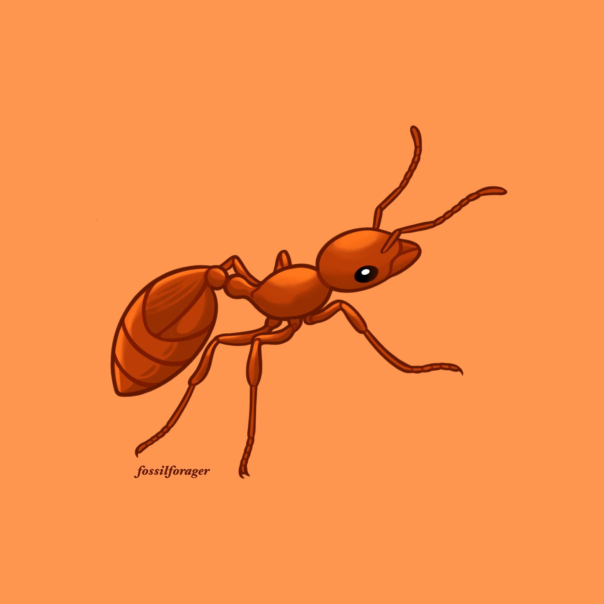 An illustration of a little fire ant, a small reddish-brown ant with a very painful sting. It has a large black eye. The background color is a light orange.