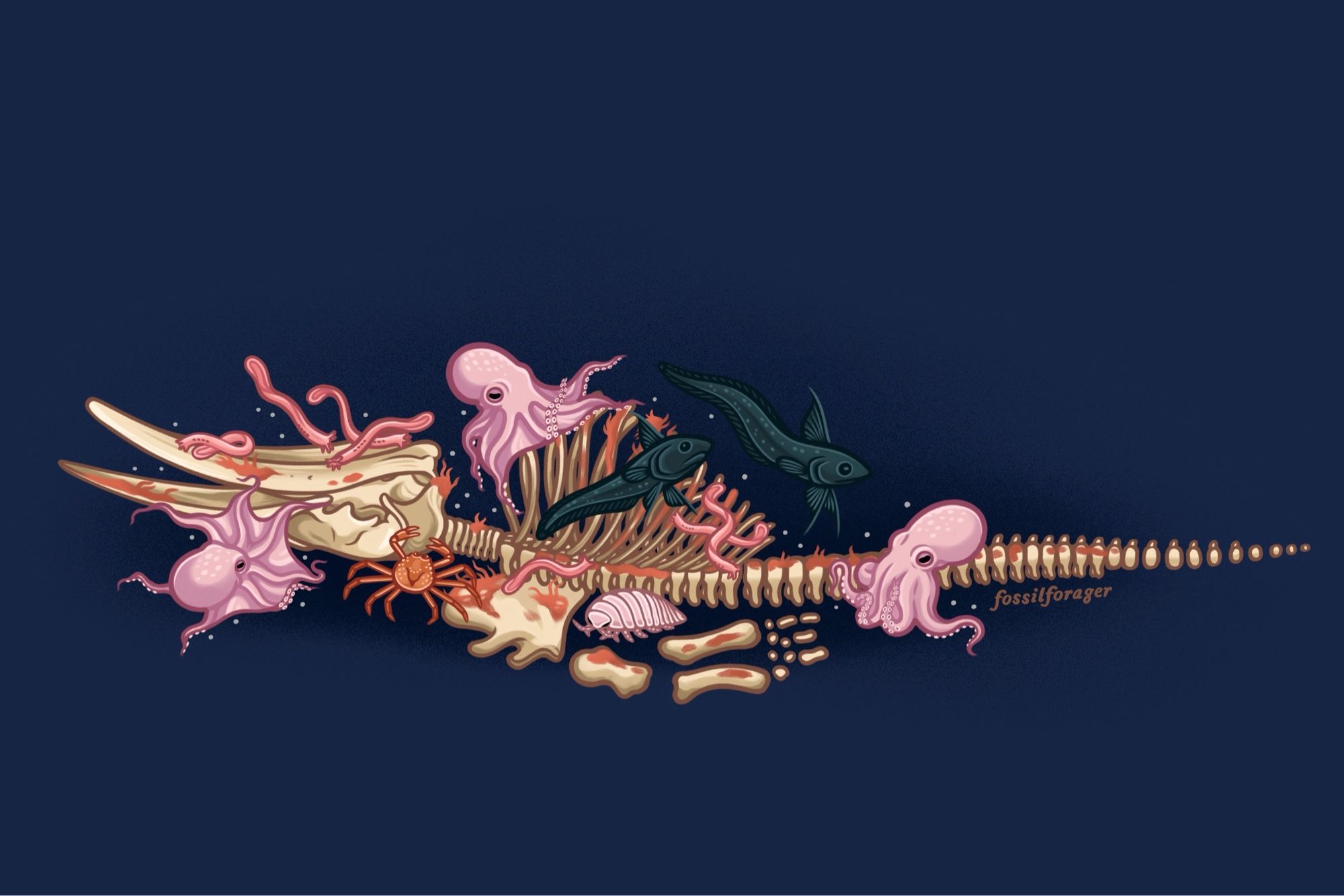 An illustration of a humpback whale skeleton laying on the sea floor, surrounded by pink octopuses, rat-tailed fish, a giant isopod, a grooved tanner cab, and hagfish! They are illustrated on a dark blue background.