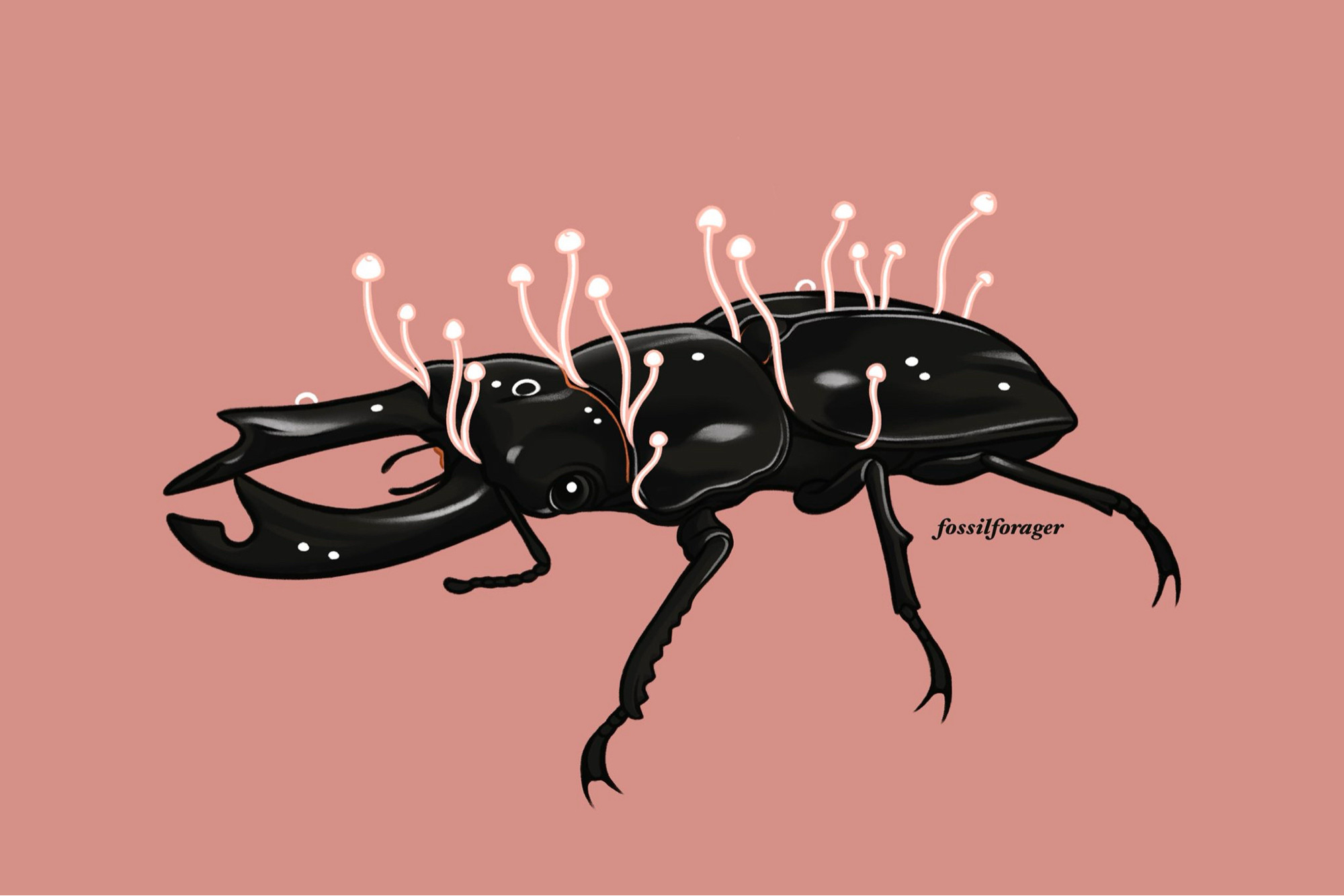 An illustration of a black stag beetle with small white enoki mushrooms growing from the carapace. It is illustrated on a dusty pink background