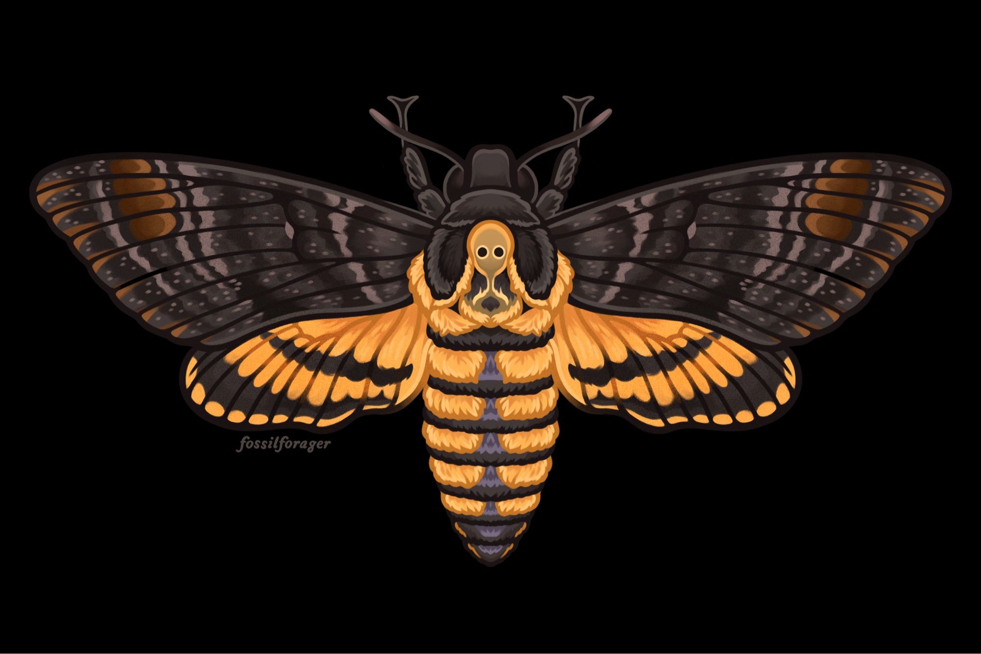 An illustration of a death’s-head hawkmoth. This is a mostly brownish-gray moth with bright yellow fuzzy markings on its abdomen, and yellow bands on its hindwings. It has an iconic skull-like marking on the back of its thorax. It is illustrated on a black background.