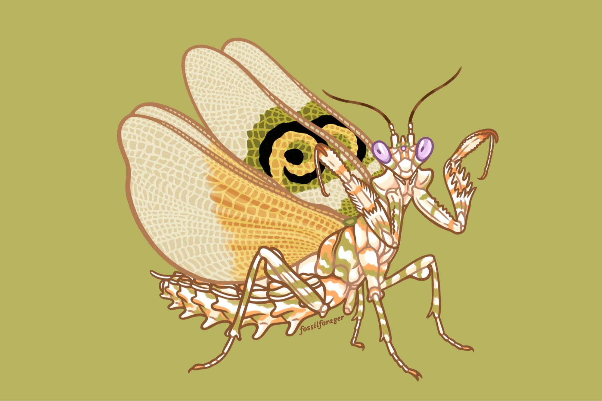 A detailed illustration of a spiny flower mantis with its front legs and wings spread out. It is illustrated on a light green background. The mantis is a cream white with yellow and green stripes and markings along the body and light purple eyes. It has large false black, green, and yellow eye spots on its spread out wings.