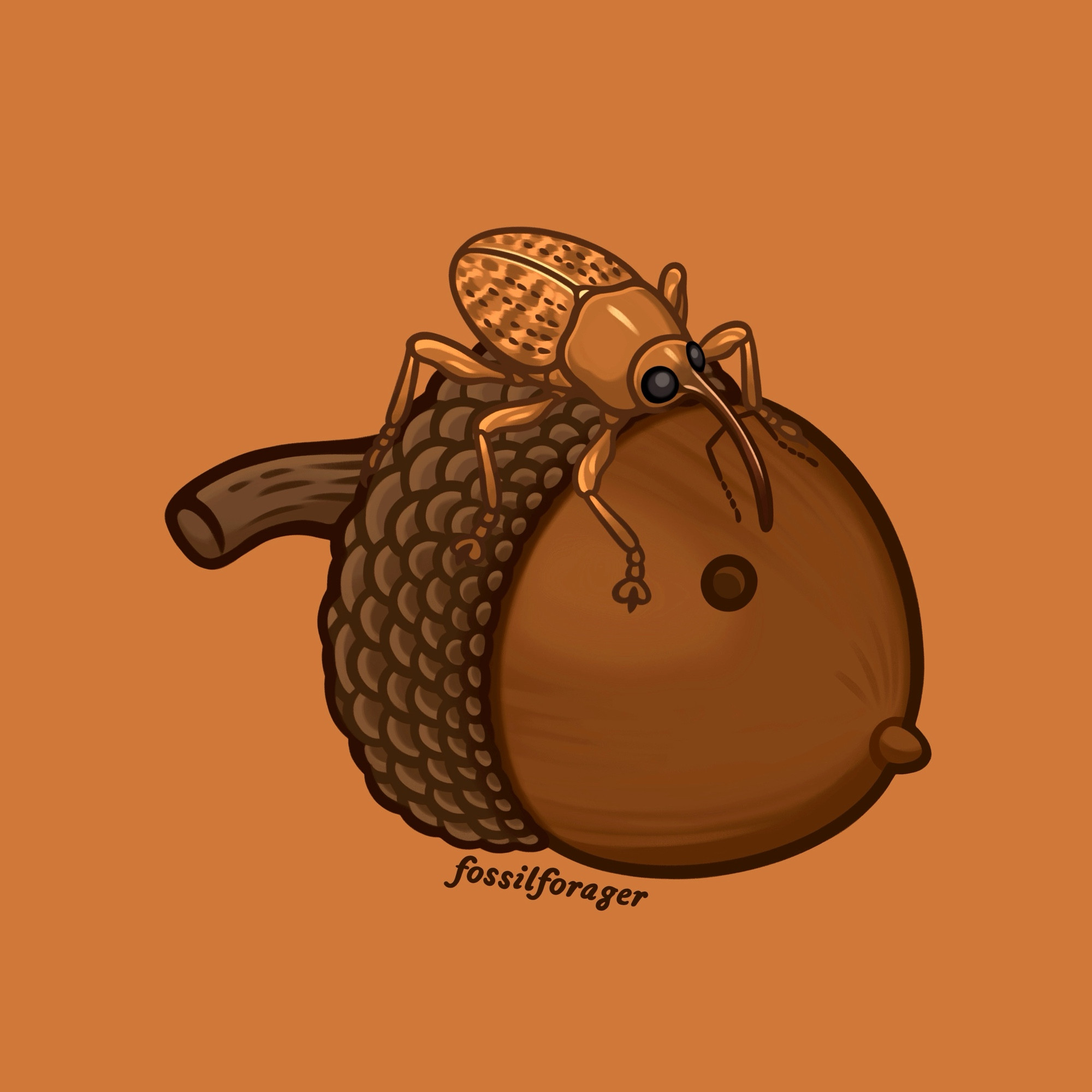 An illustration of an acorn weevil standing on top of a brown ripe acorn nut. The weevil is a brown beetle with a long snout and big black eyes. They are illustrated on a light orange background.