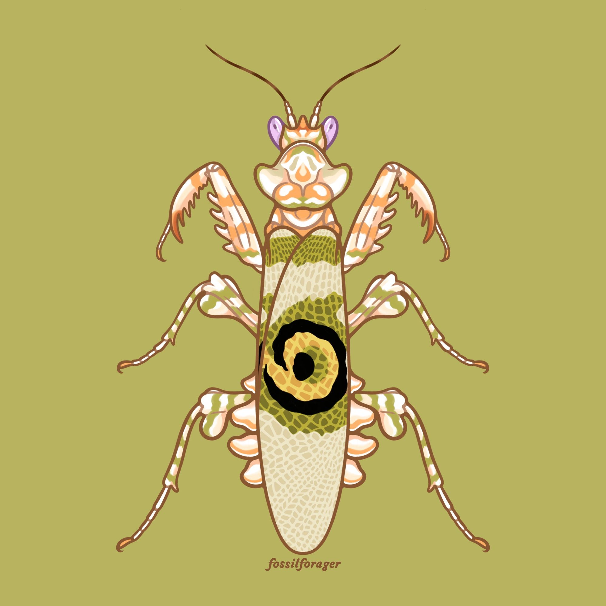 A detailed illustration of a spiny flower mantis from a top down perspective. It is illustrated on a light green background. The mantis is a cream white with yellow and green stripes and markings along the body and light purple eyes. It has large false black, green, and yellow eye spots on its wings, which are closed on its abdomen.