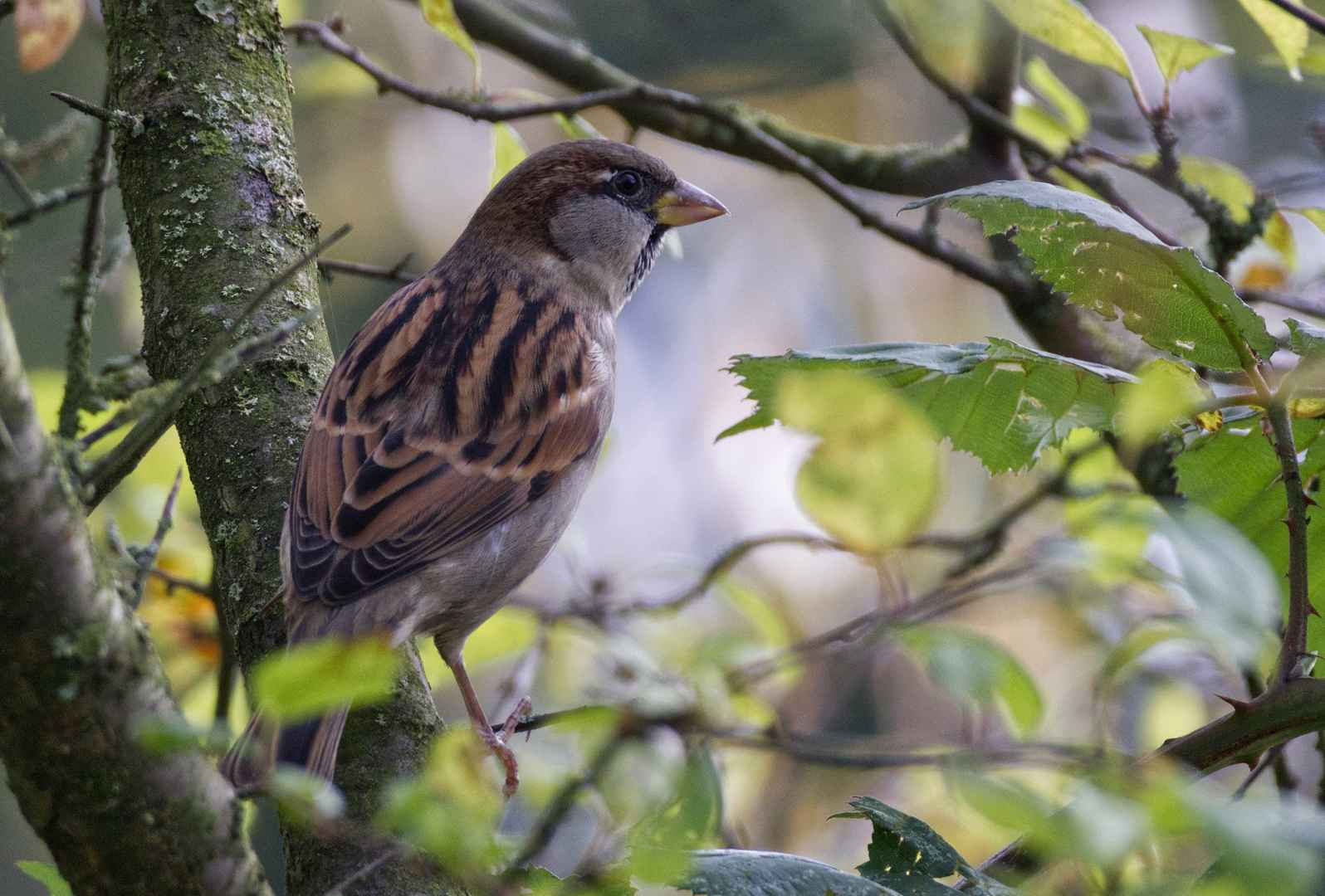 A close-up photo of a male house sparrow sitting inside a bush. 