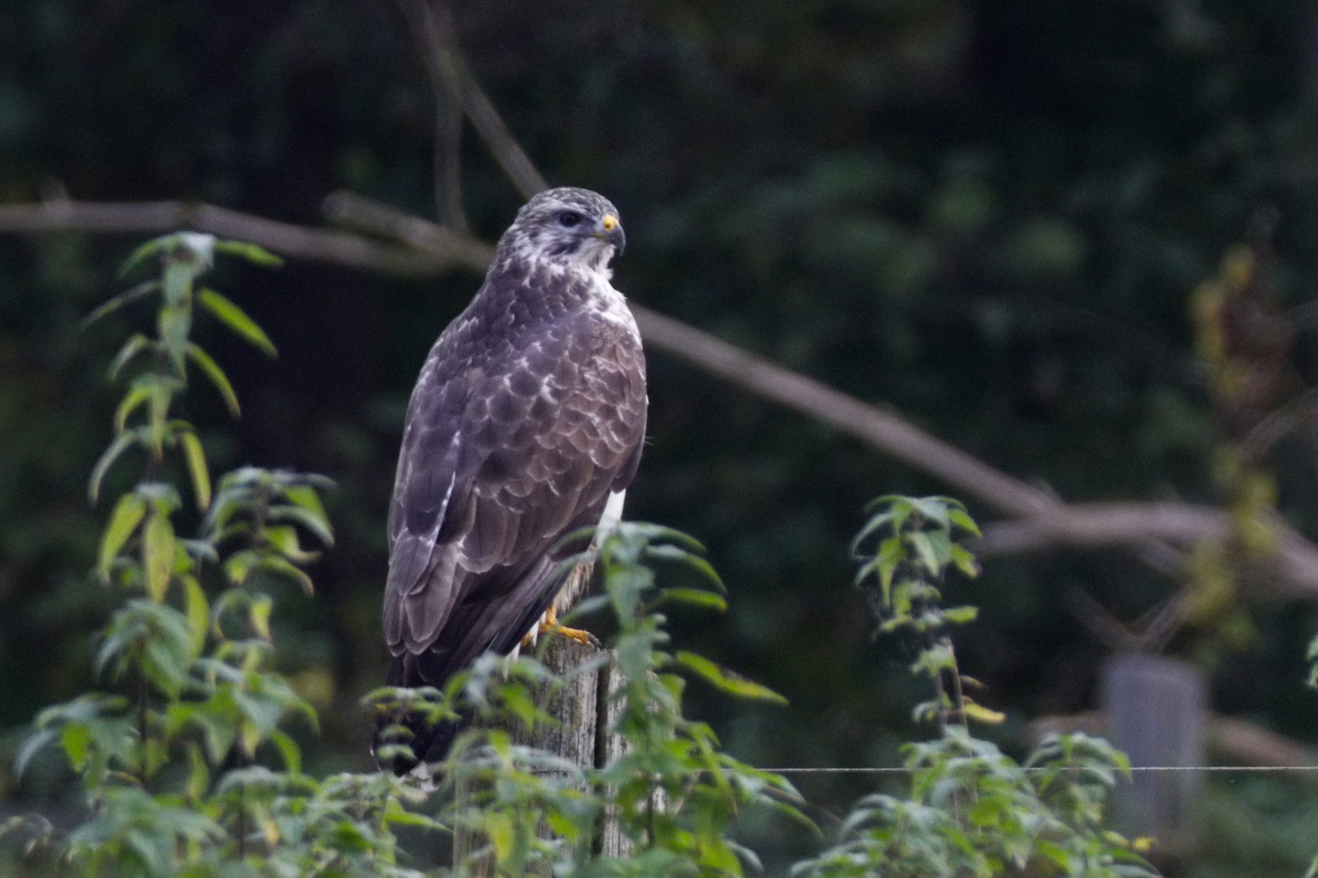 A Common Buzzard sitting on top of a fence pole. 